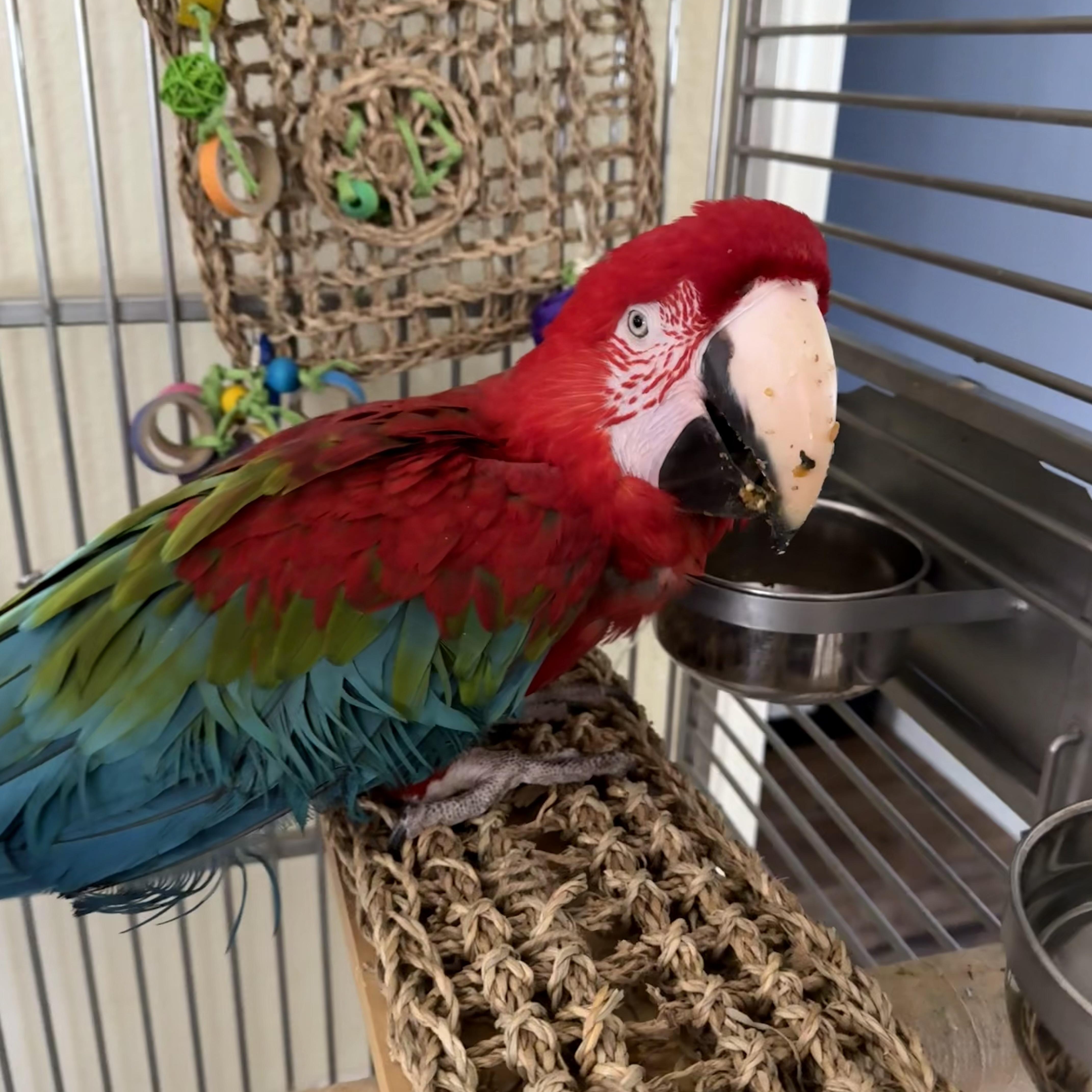Titan, a ADOPTABLE Macaw in San Diego, CA image 3/4
