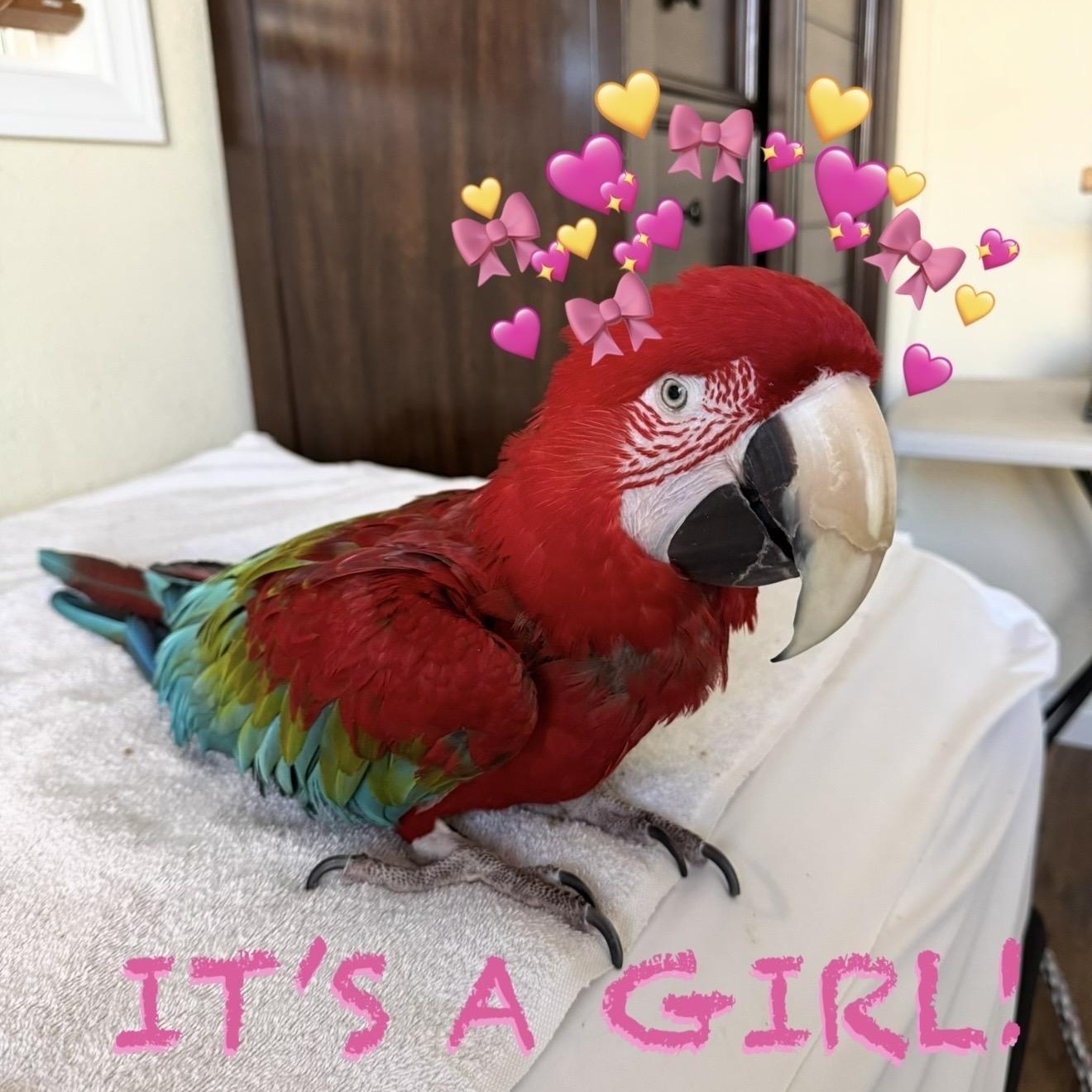 Titan, a ADOPTABLE Macaw in San Diego, CA image 4/4