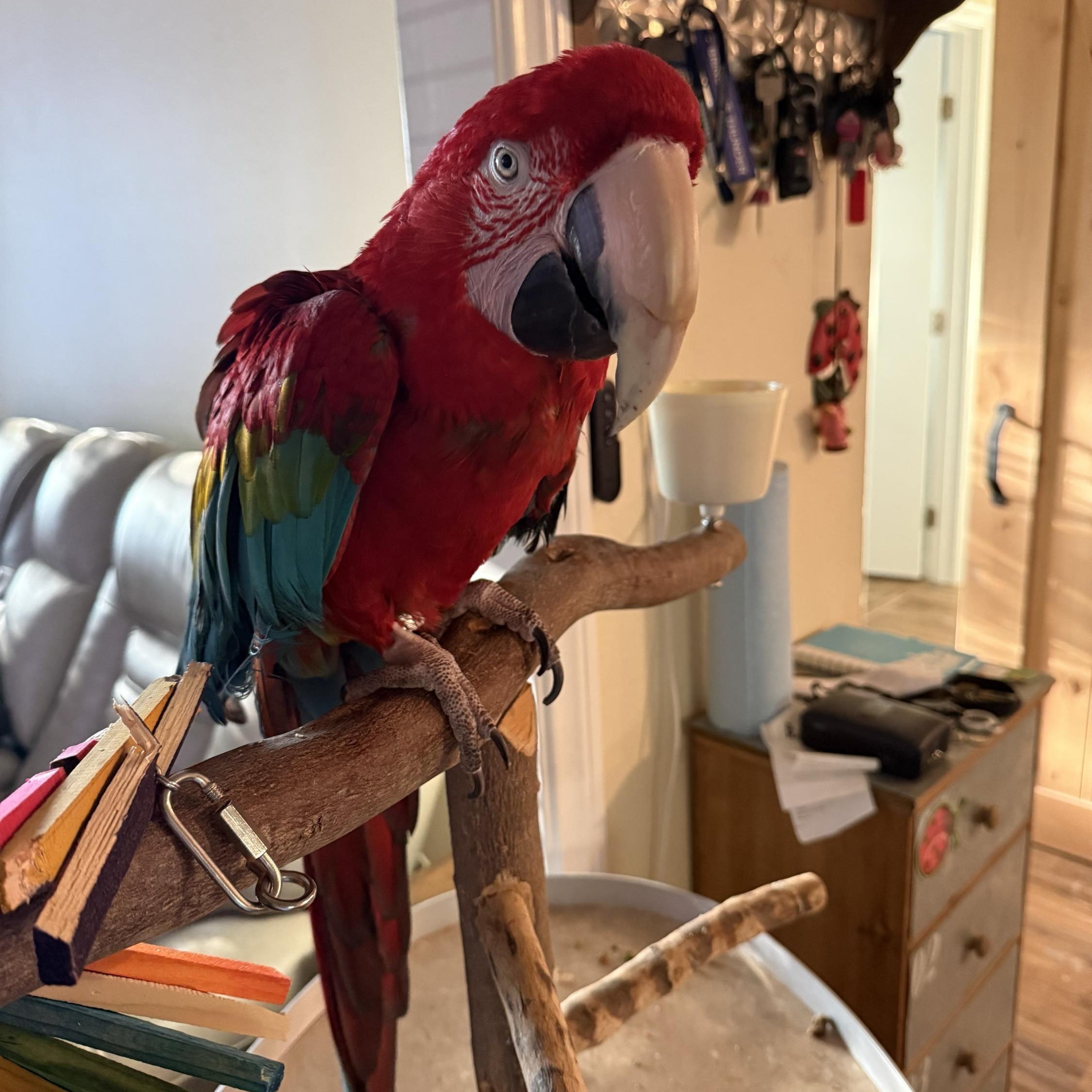 Titan, a ADOPTABLE Macaw in San Diego, CA image 1/4