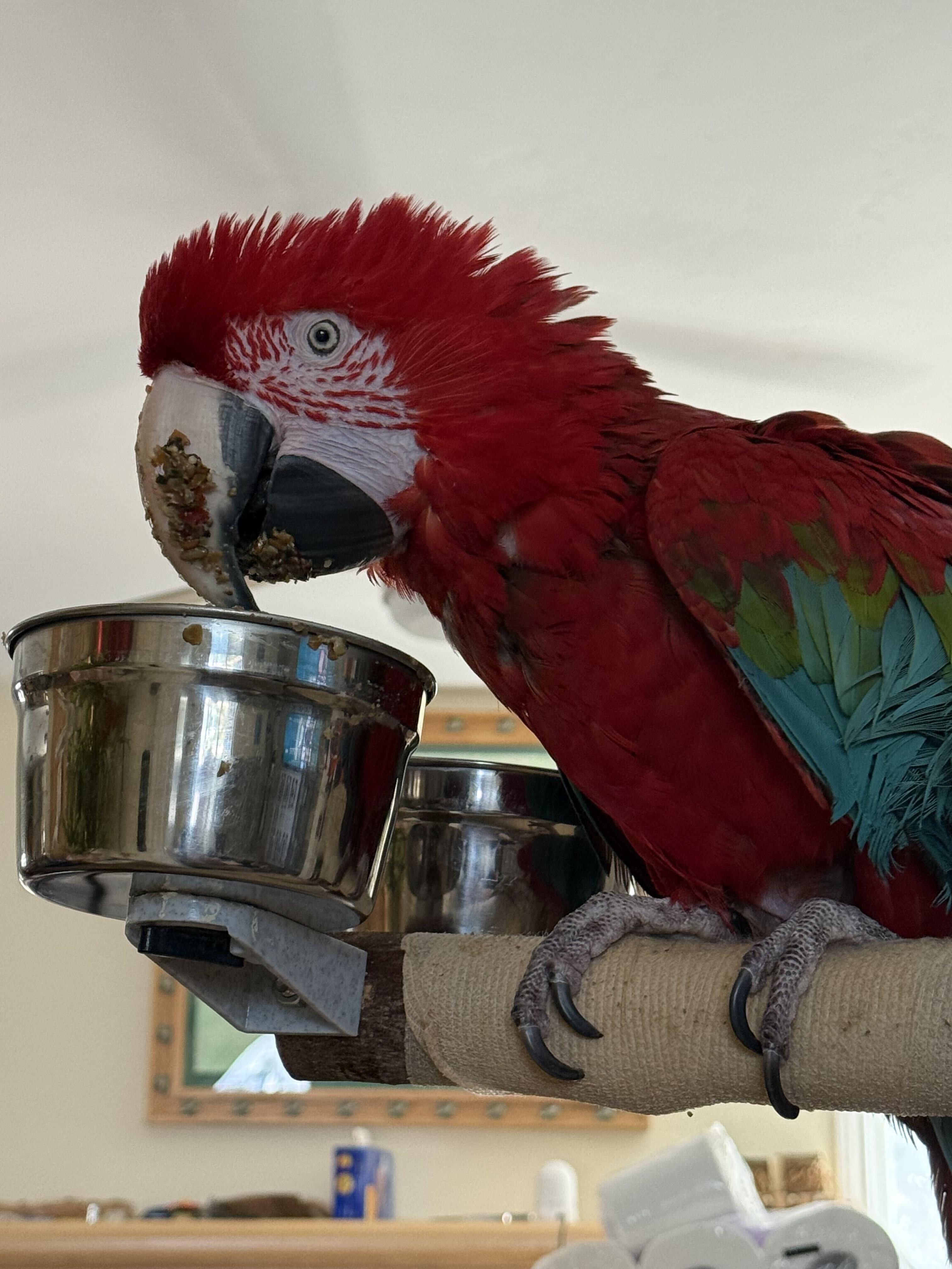 Titan, ADOPTABLE, Adult Female Macaw.