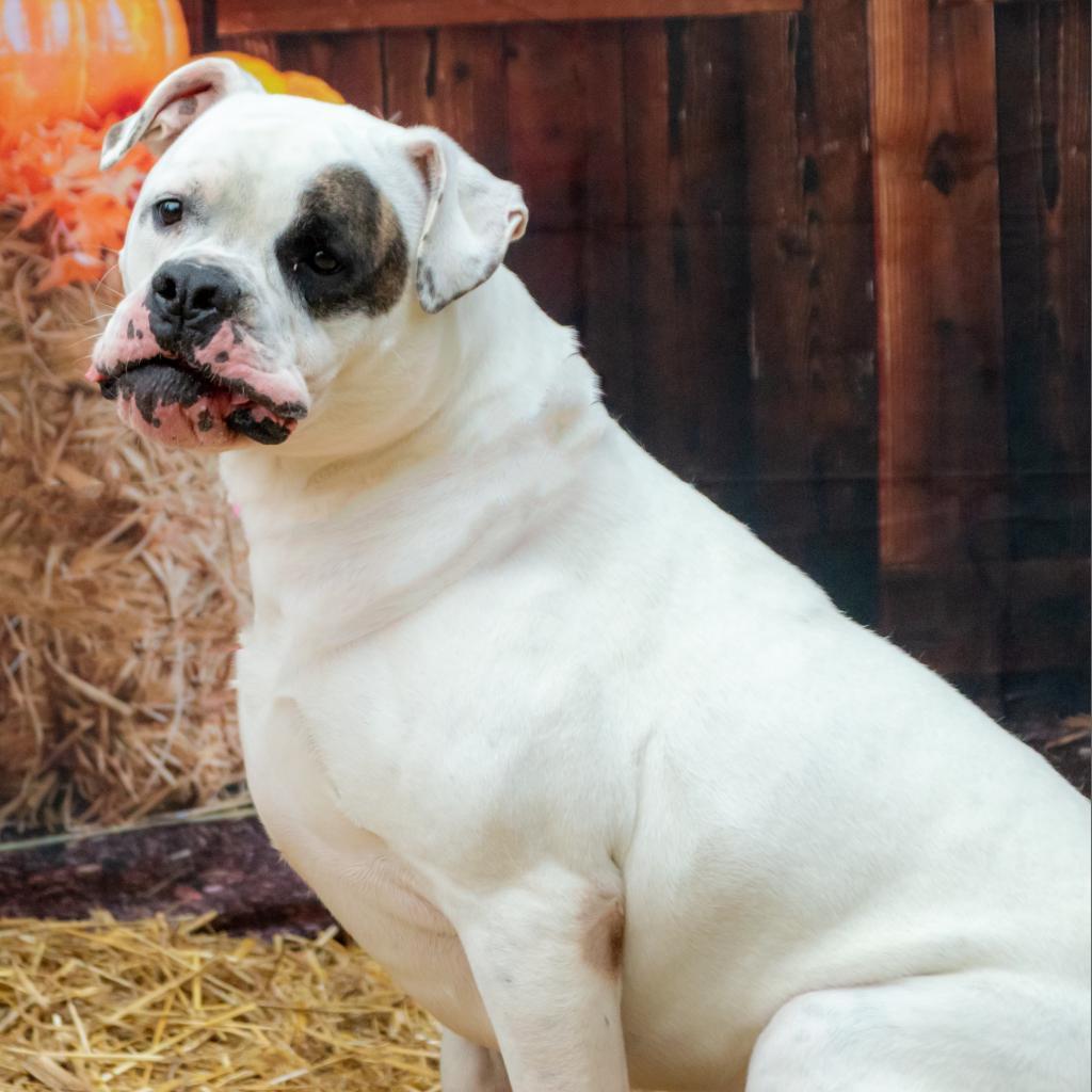Enlarge Petey, a Adoptable mixed breed in Middletown, NY image 5/6