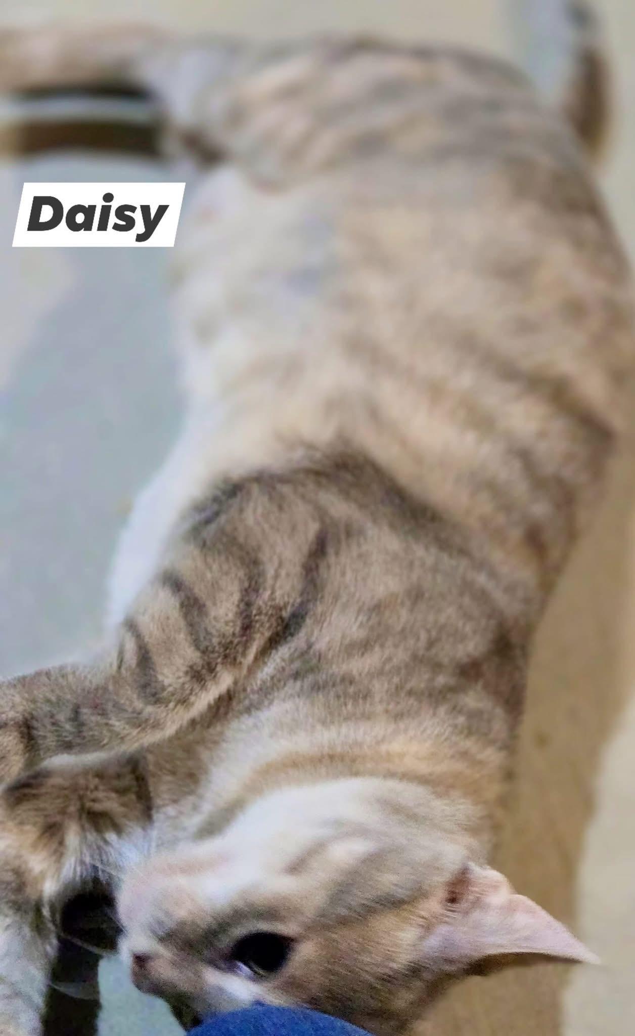 Daisy