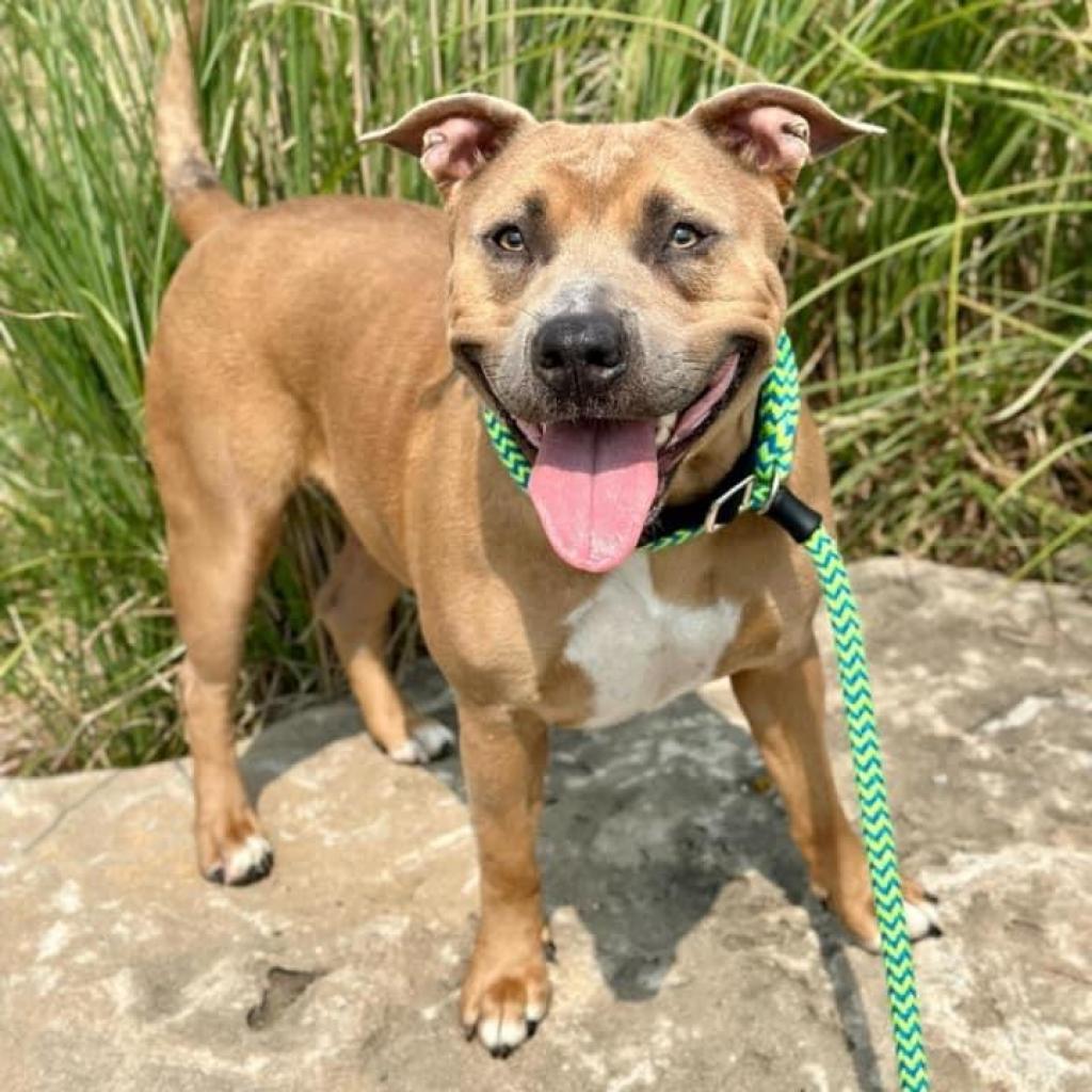 Sunny Sue, Adoptable, Adult Female Pit Bull Terrier.