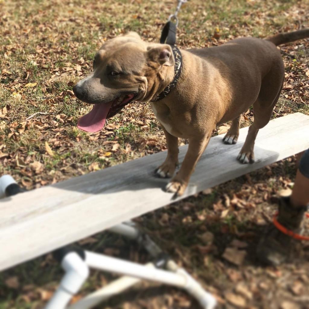 Sunny Sue, a Adoptable mixed breed in St. Peters, MO image 2/5