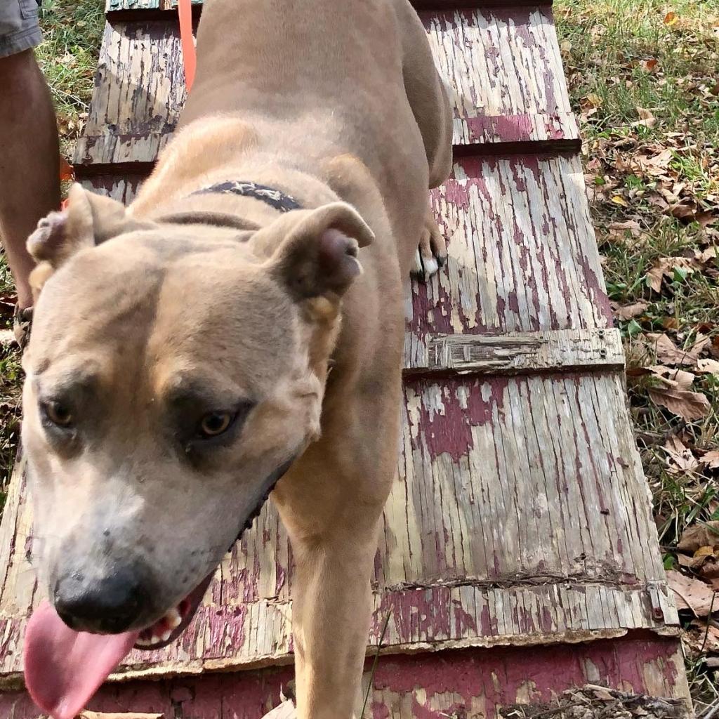 Sunny Sue, a Adoptable mixed breed in St. Peters, MO image 3/5