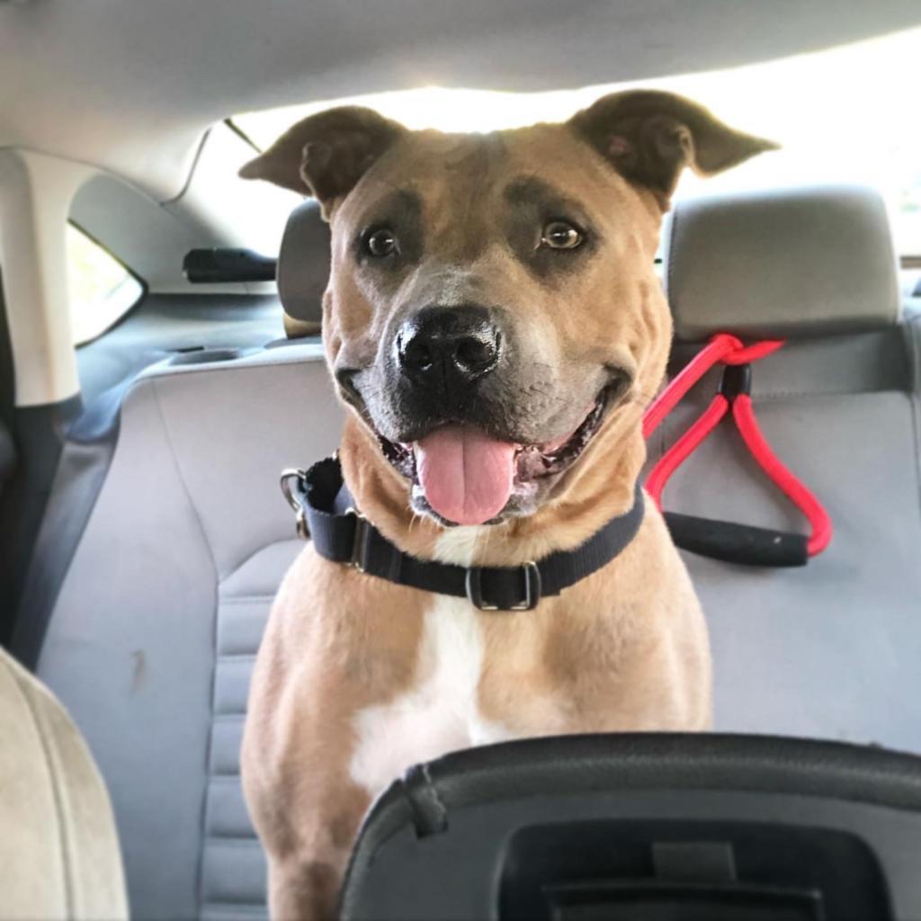 Sunny Sue, a Adoptable mixed breed in St. Peters, MO image 4/5