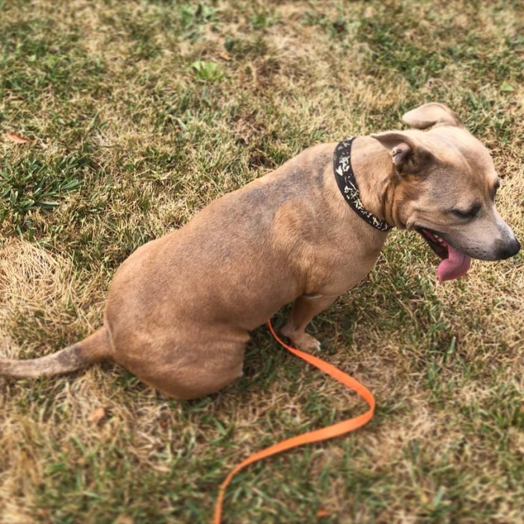 Sunny Sue, a Adoptable mixed breed in St. Peters, MO image 5/5