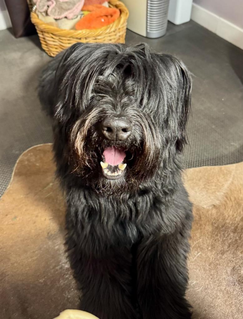 Oakley, Adoptable, Adult Male Schnauzer & Labrador Retriever.