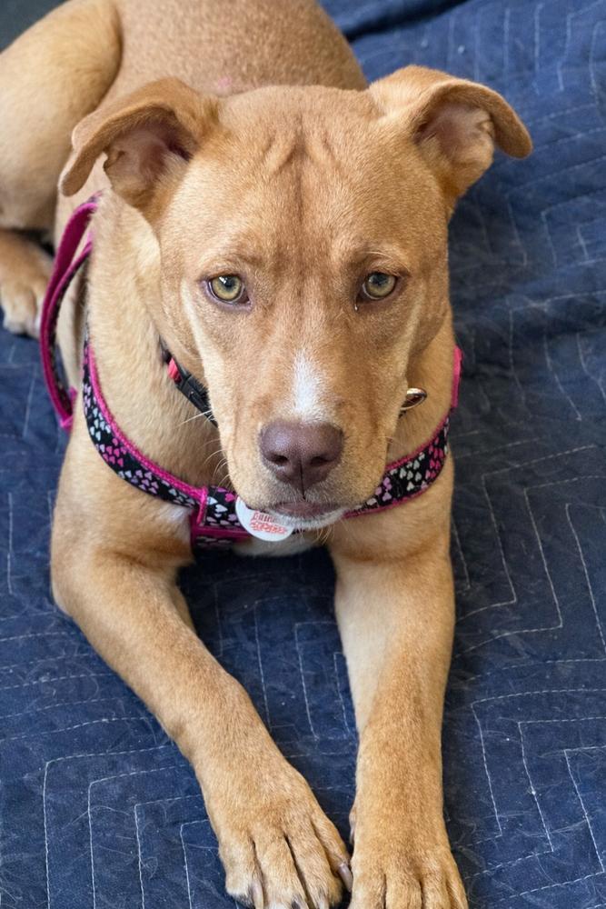 Enlarge Tinkerbell - sister to Violet, a Adoptable mixed breed in Lancaster, PA image 2/6