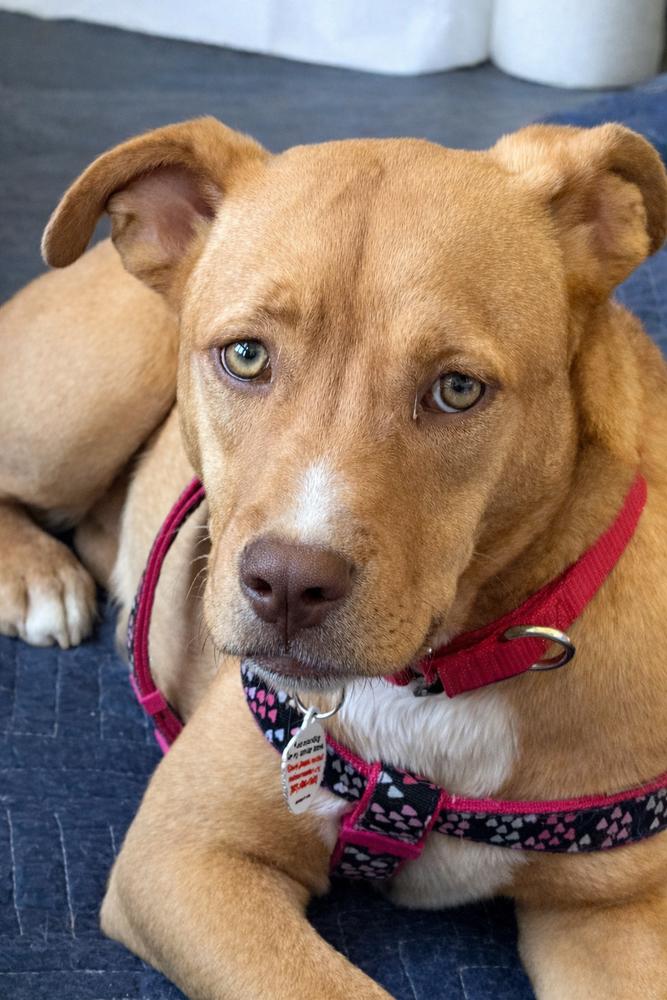Enlarge Tinkerbell - sister to Violet, a Adoptable mixed breed in Lancaster, PA image 3/6