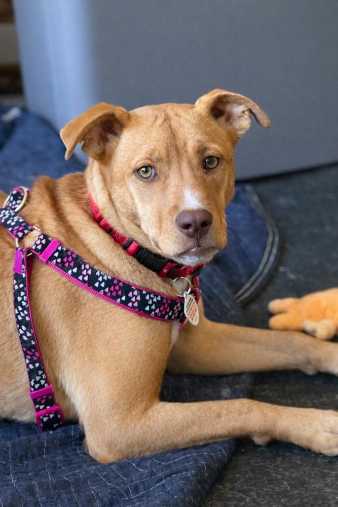 Enlarge Tinkerbell - sister to Violet, a Adoptable mixed breed in Lancaster, PA image 4/6