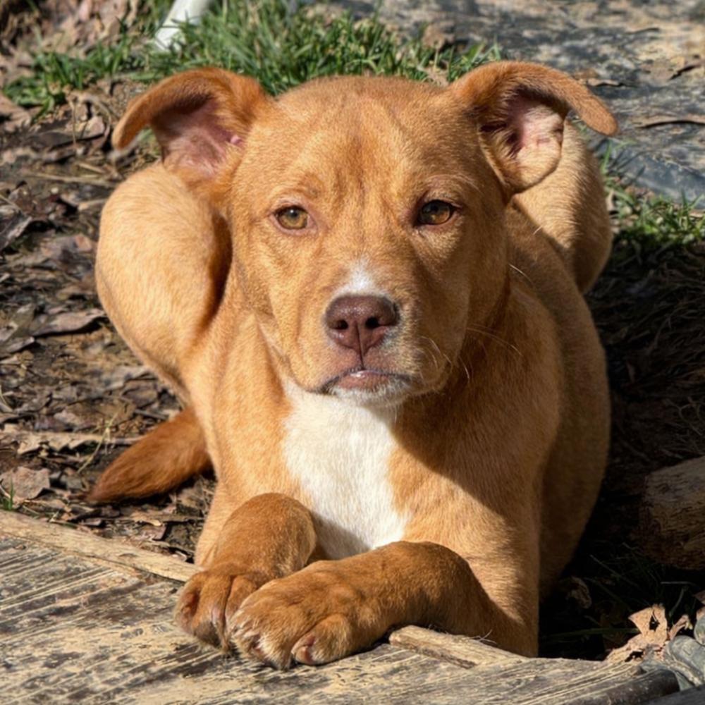 Enlarge Tinkerbell - sister to Violet, a Adoptable mixed breed in Lancaster, PA image 2/5
