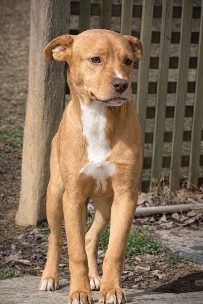 Enlarge Tinkerbell - sister to Violet, a Adoptable mixed breed in Lancaster, PA image 3/5