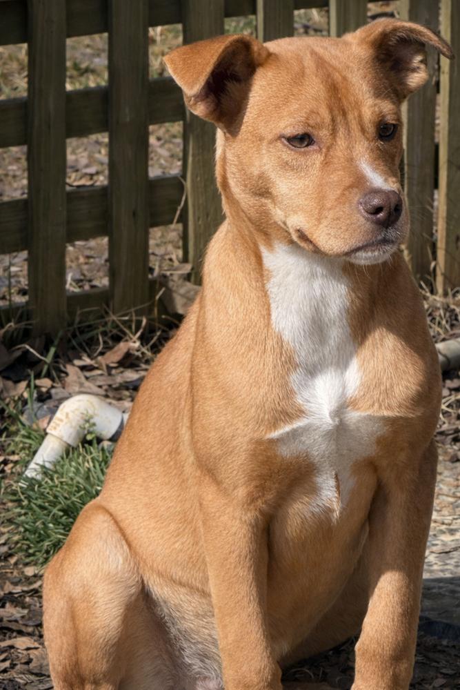 Enlarge Tinkerbell - sister to Violet, a Adoptable mixed breed in Lancaster, PA image 4/5