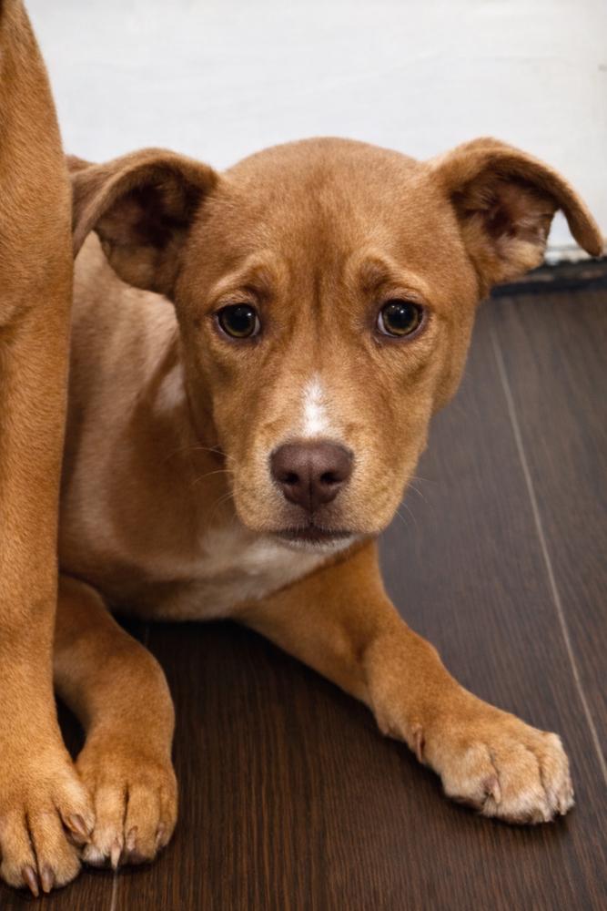 Enlarge Tinkerbell - sister to Violet, a Adoptable mixed breed in Lancaster, PA image 5/5