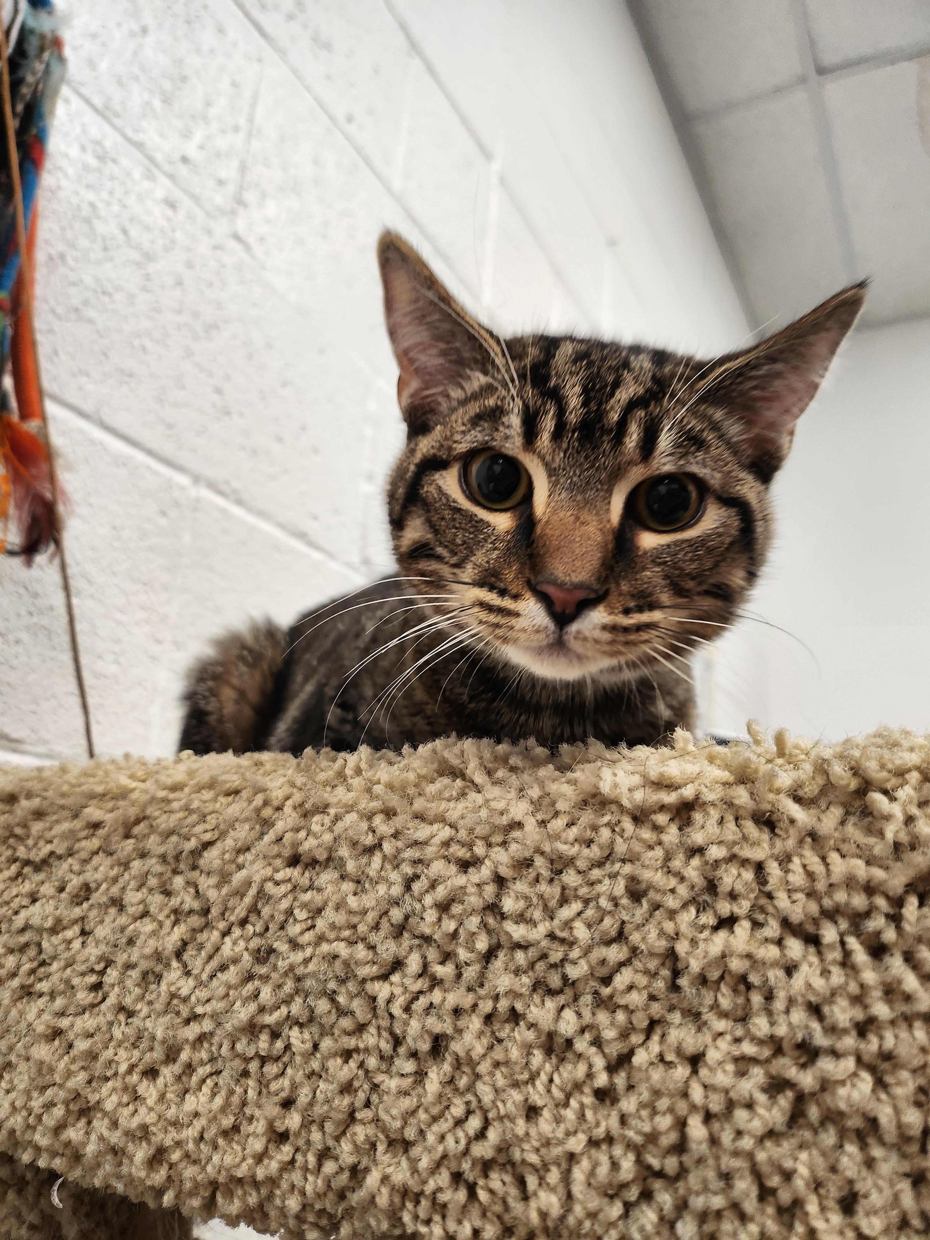 Enlarge Leroy, a Adoptable Domestic Short Hair in Las Vegas, NV image 1/1