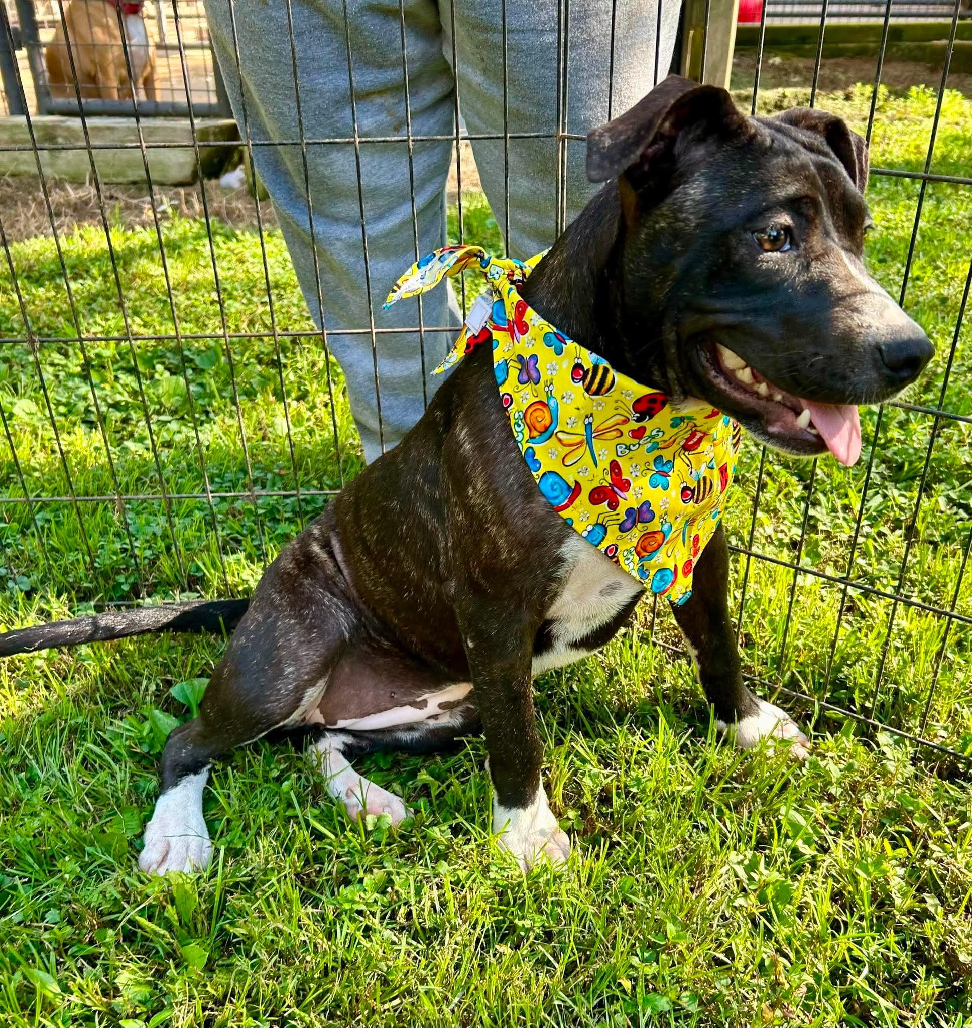 JellyBean, a ADOPTABLE mixed breed in Watertown, CT image 2/5