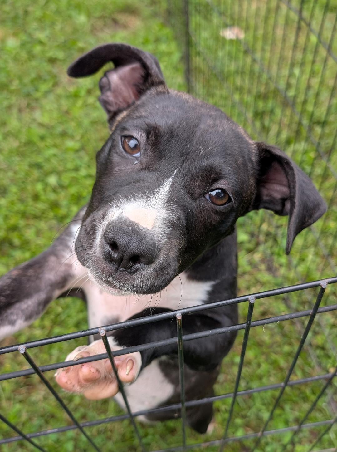 JellyBean, a ADOPTABLE mixed breed in Watertown, CT image 4/5
