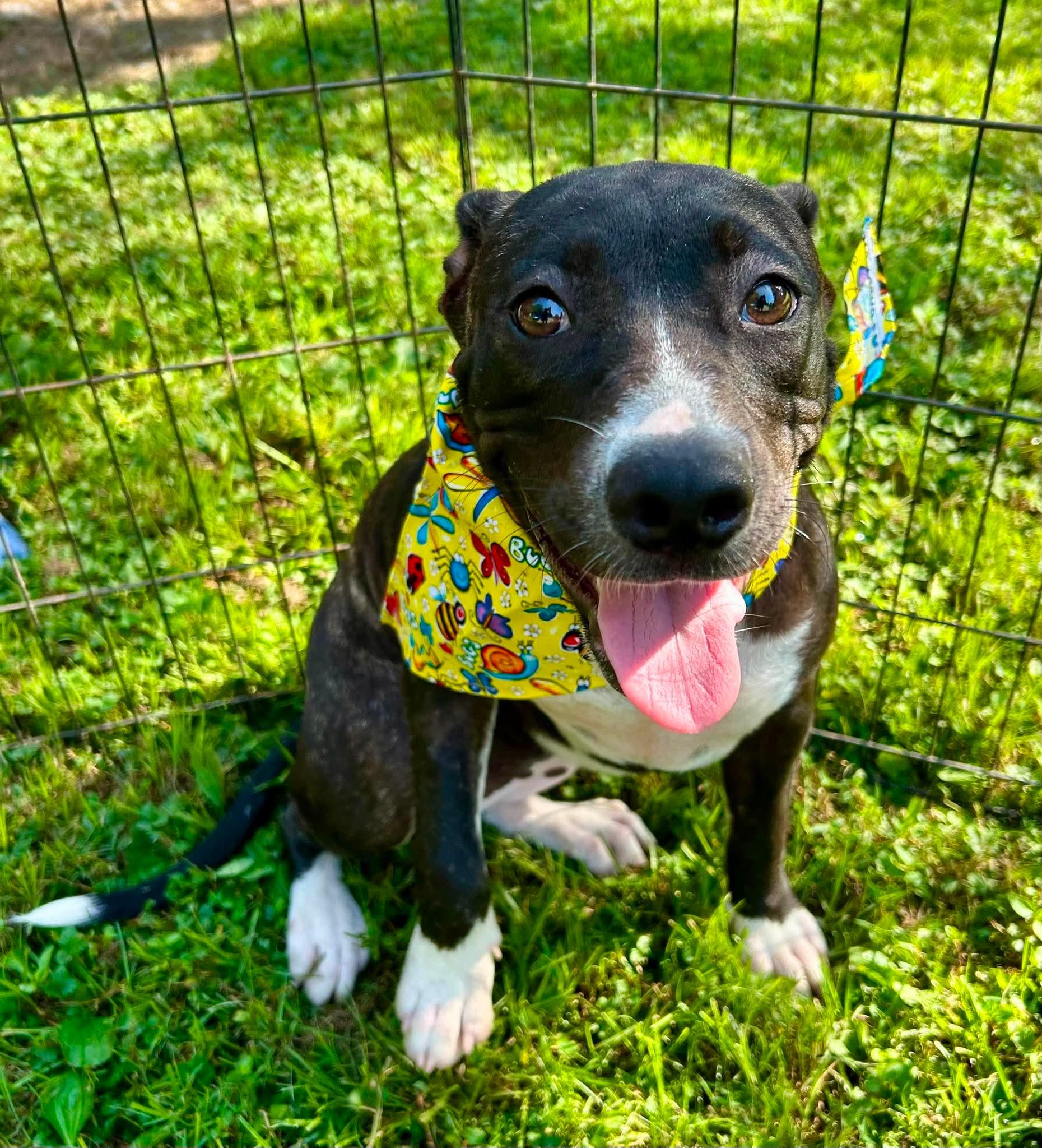 JellyBean, a ADOPTABLE mixed breed in Watertown, CT image 3/5