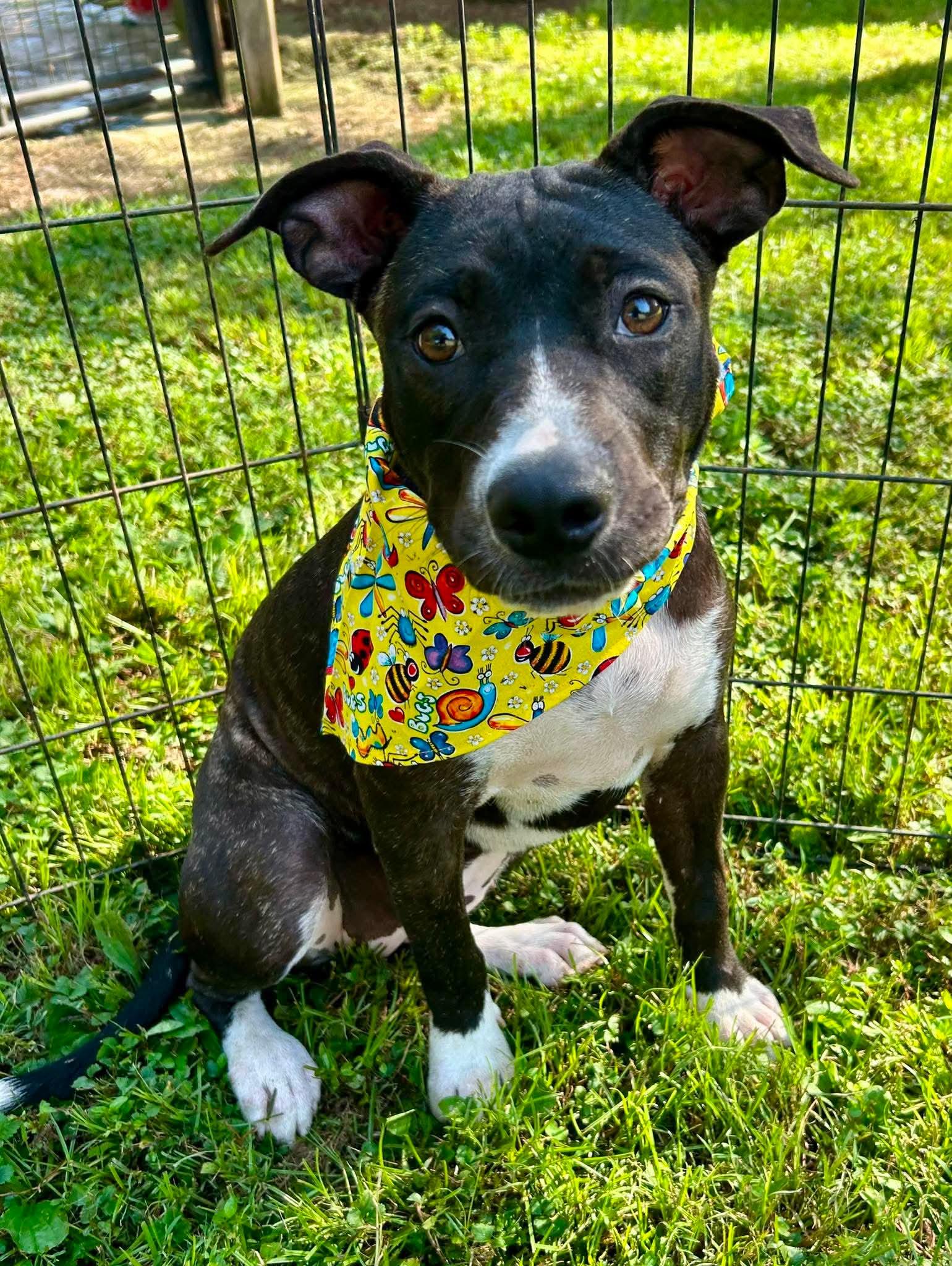 JellyBean, ADOPTABLE, Puppy Female Dutch Shepherd & American Bully.