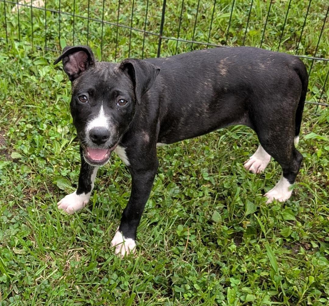 JellyBean, a ADOPTABLE mixed breed in Watertown, CT image 5/5