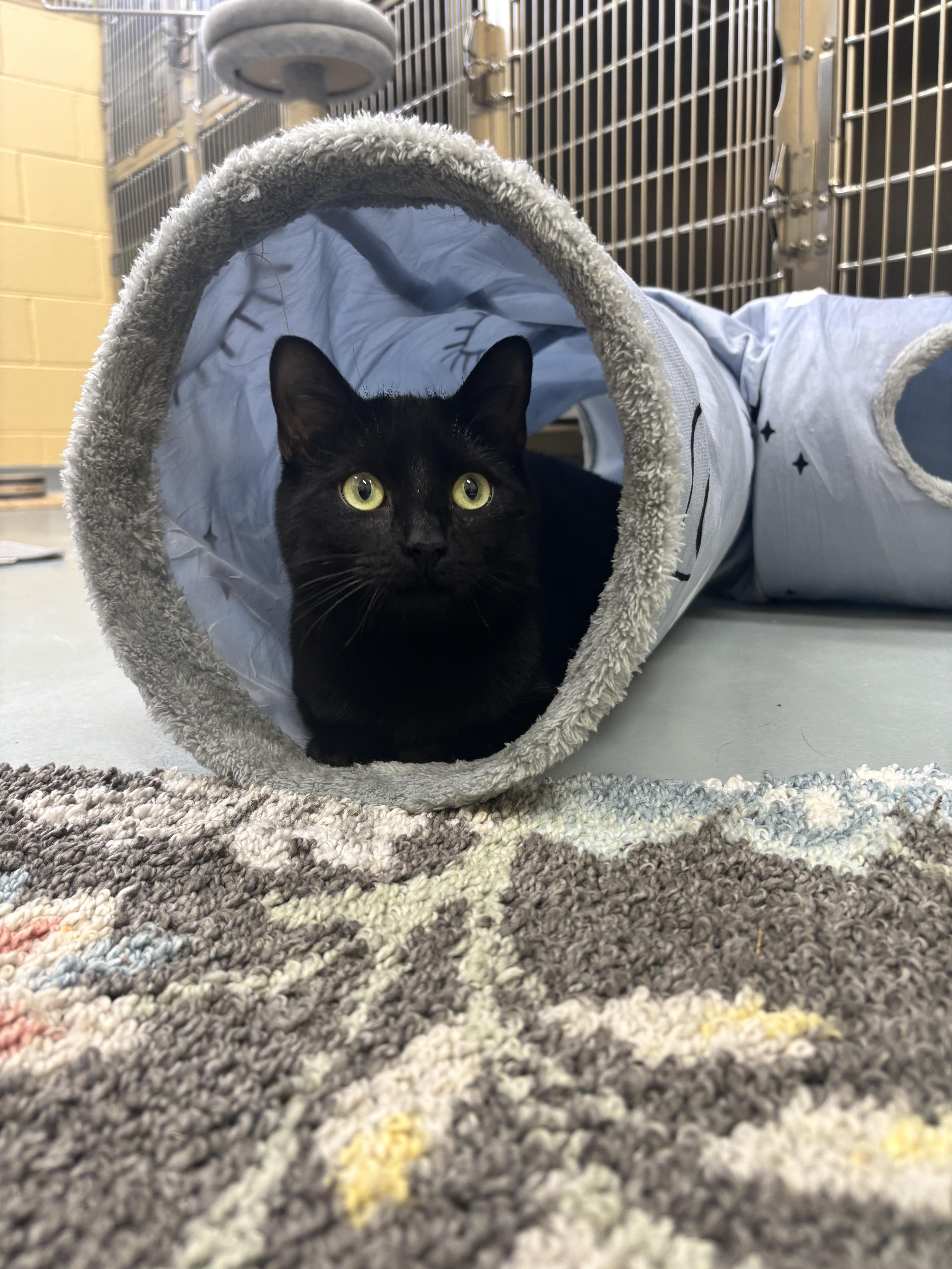 Enlarge Sable, a Adoptable Domestic Short Hair in Culpeper, VA image 3/5