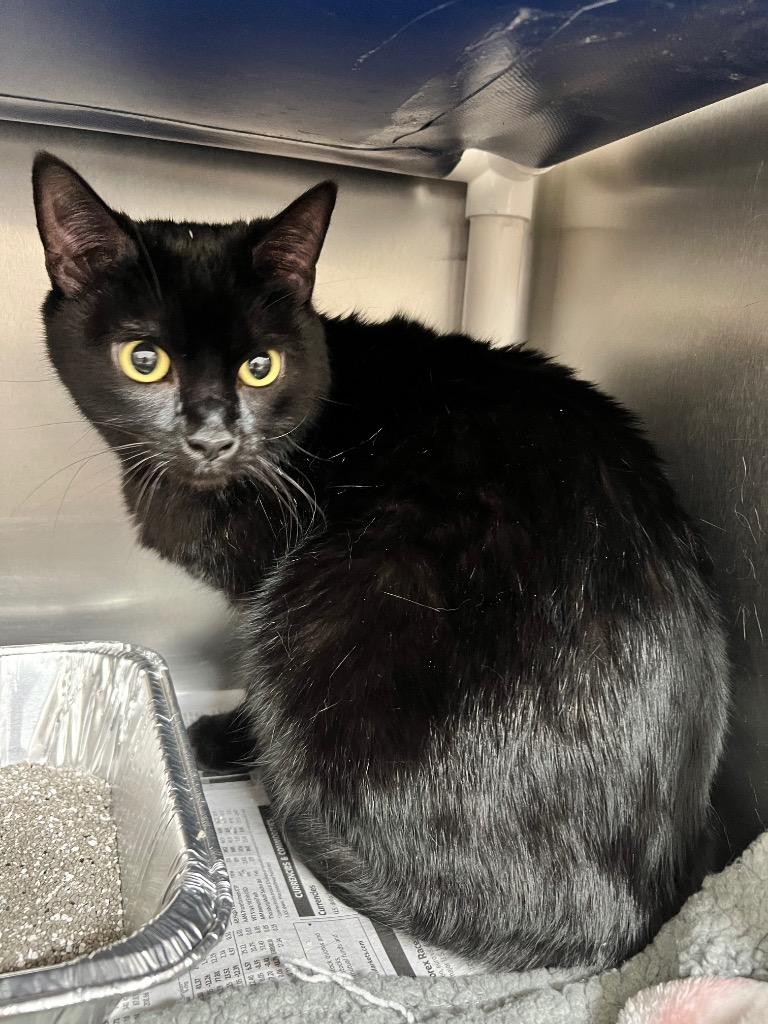 Enlarge Sable, a Adoptable Domestic Short Hair in Culpeper, VA image 1/1