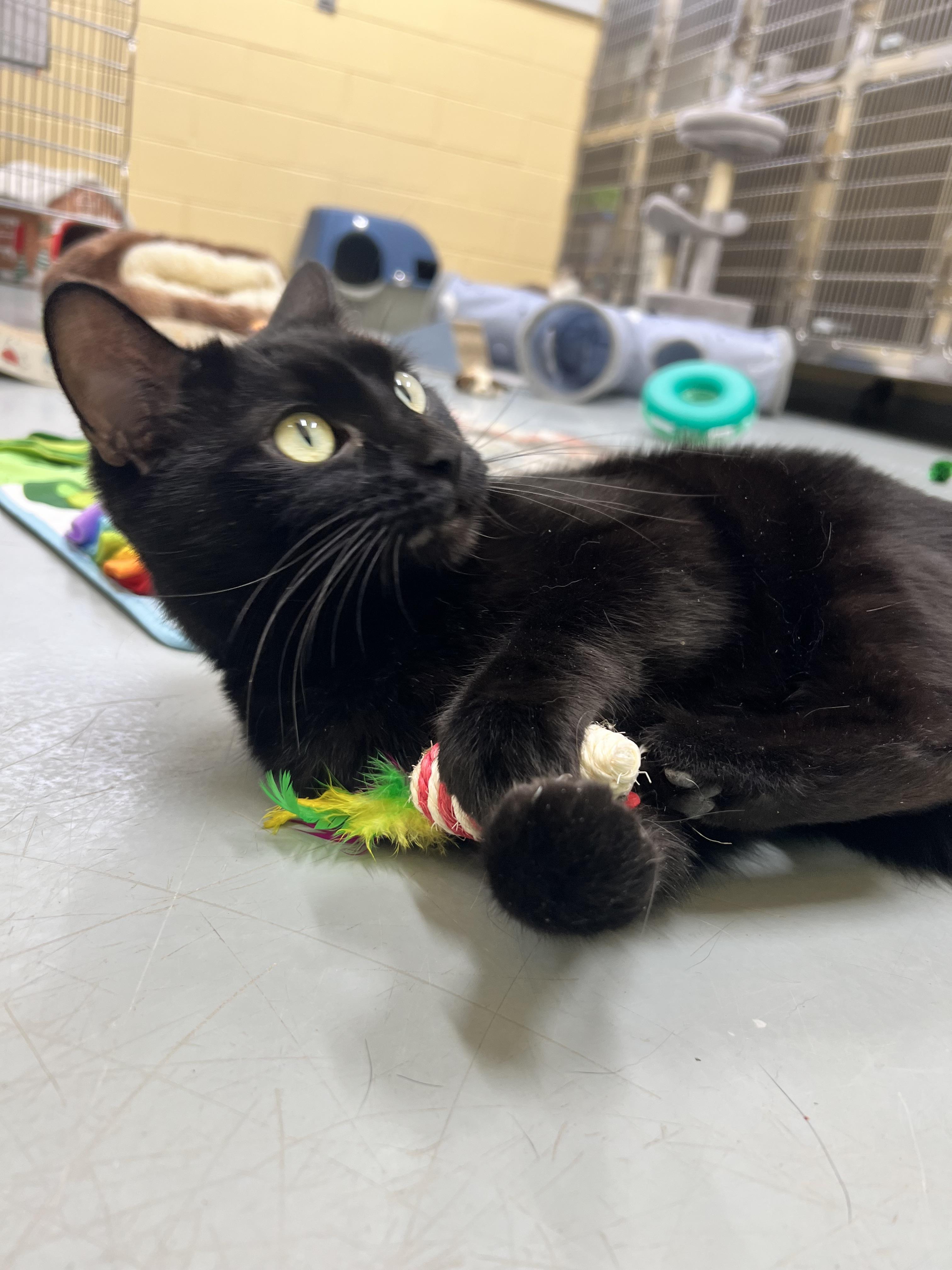 Enlarge Sable, a Adoptable Domestic Short Hair in Culpeper, VA image 4/5