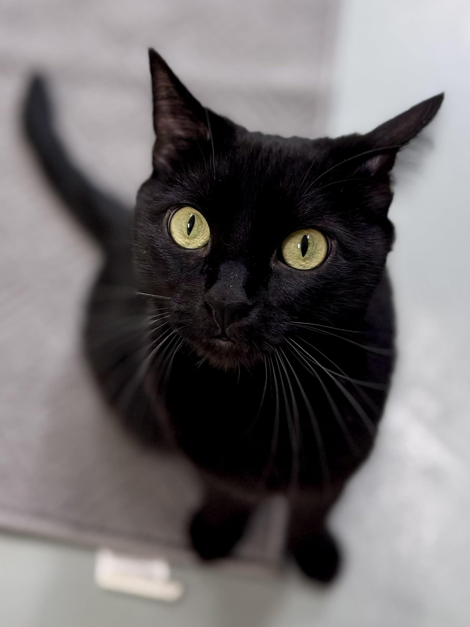 Enlarge Sable, a Adoptable Domestic Short Hair in Culpeper, VA image 1/5