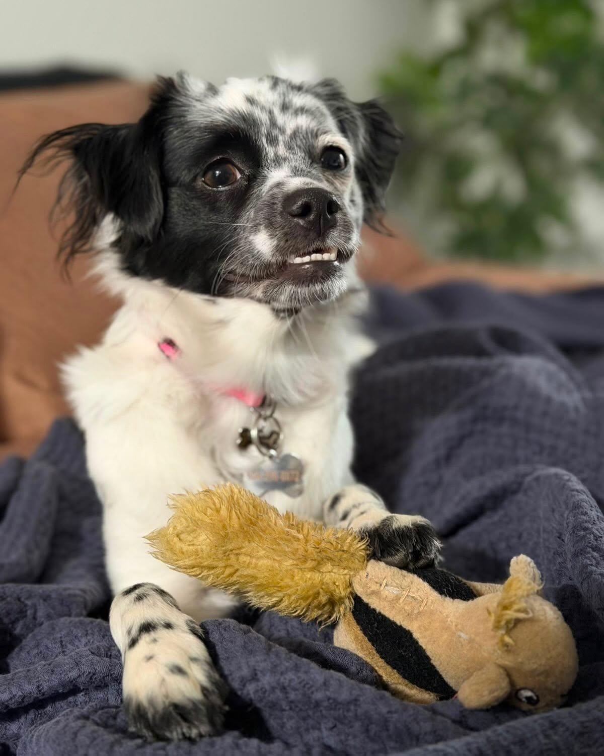 AVA, a ADOPTABLE mixed breed in Coquitlam, BC image 2/6
