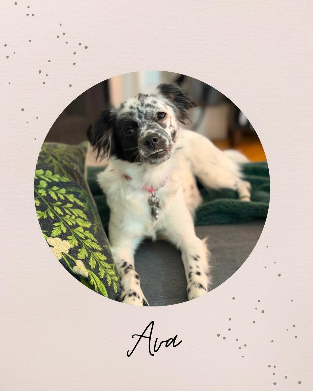 AVA, a ADOPTABLE mixed breed in Coquitlam, BC image 1/6