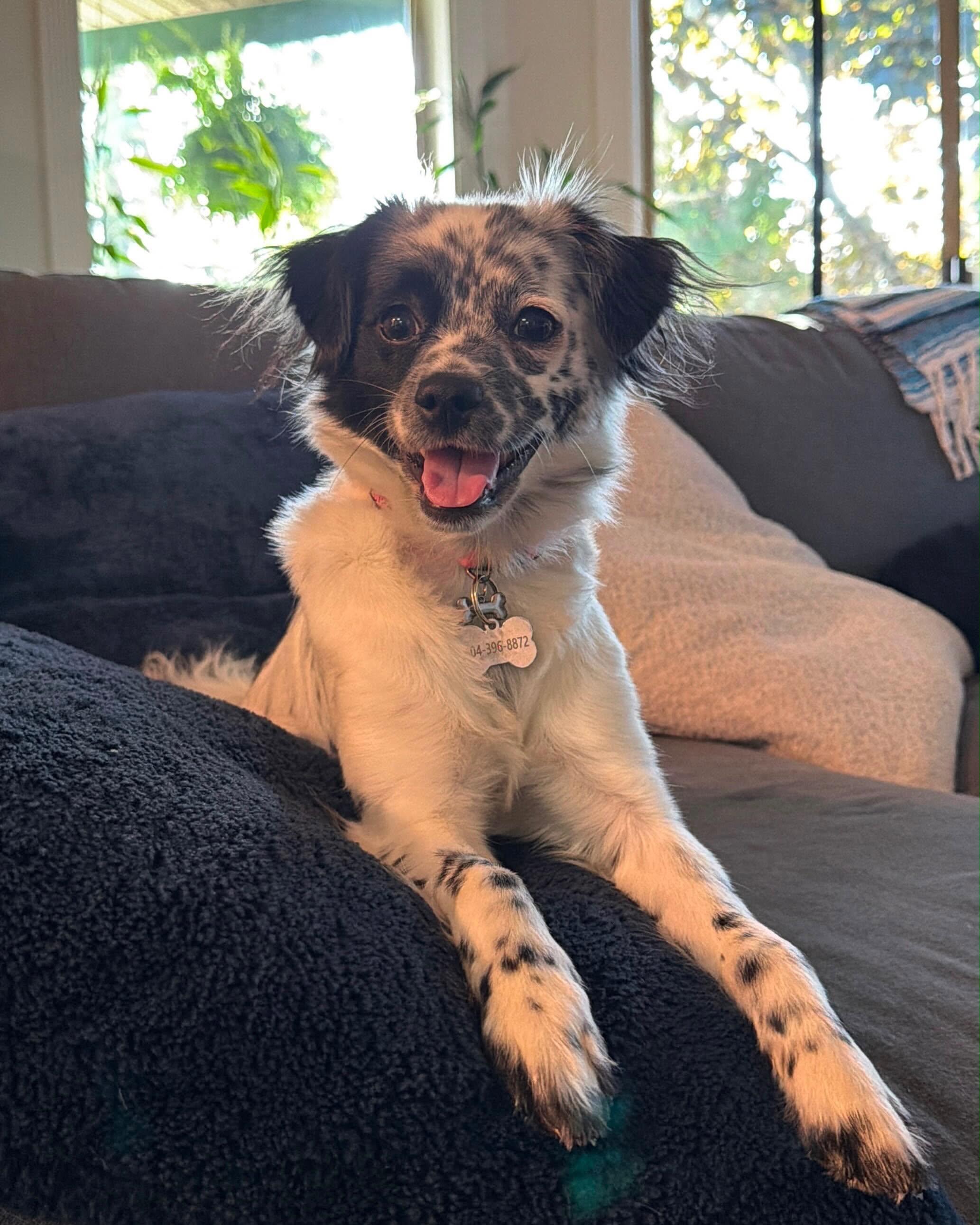 AVA, a ADOPTABLE mixed breed in Coquitlam, BC image 5/6