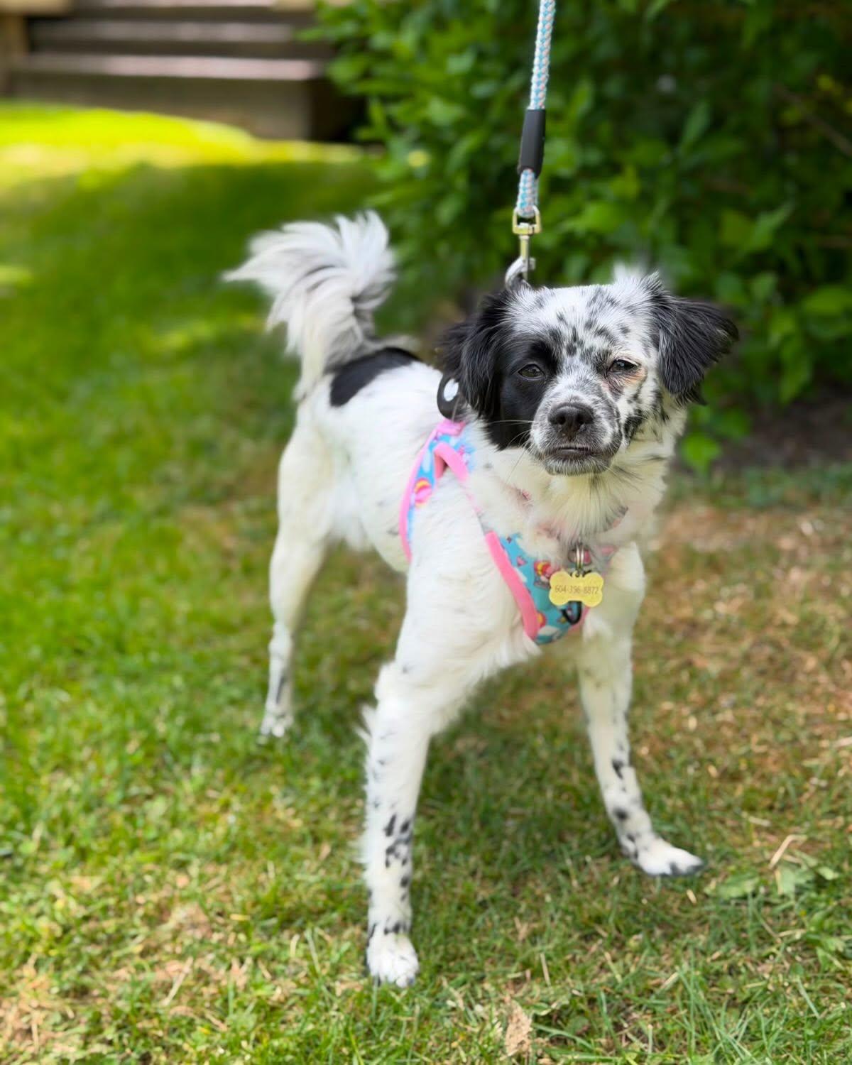 AVA, a ADOPTABLE mixed breed in Coquitlam, BC image 6/6