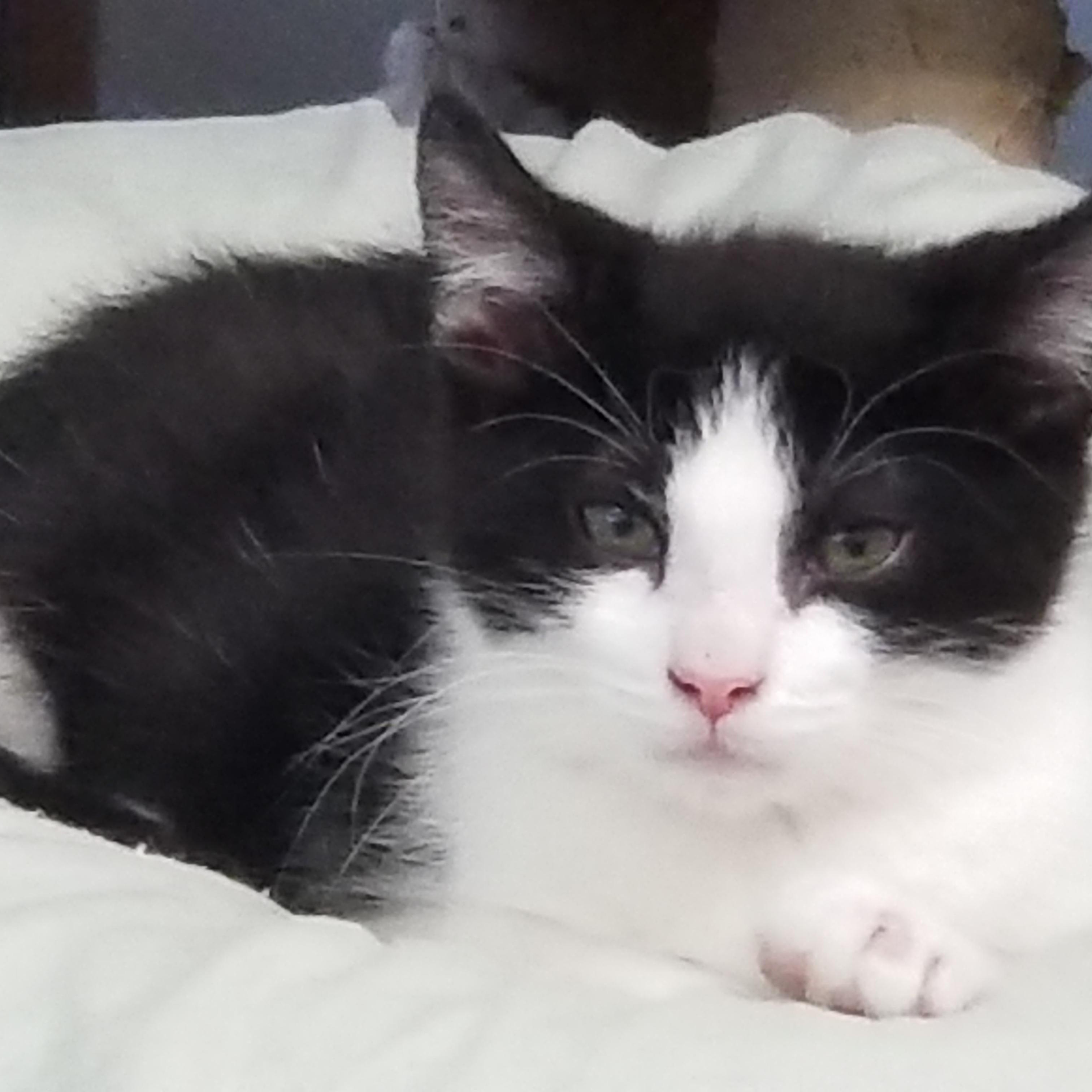 Simon, Young Male unknown