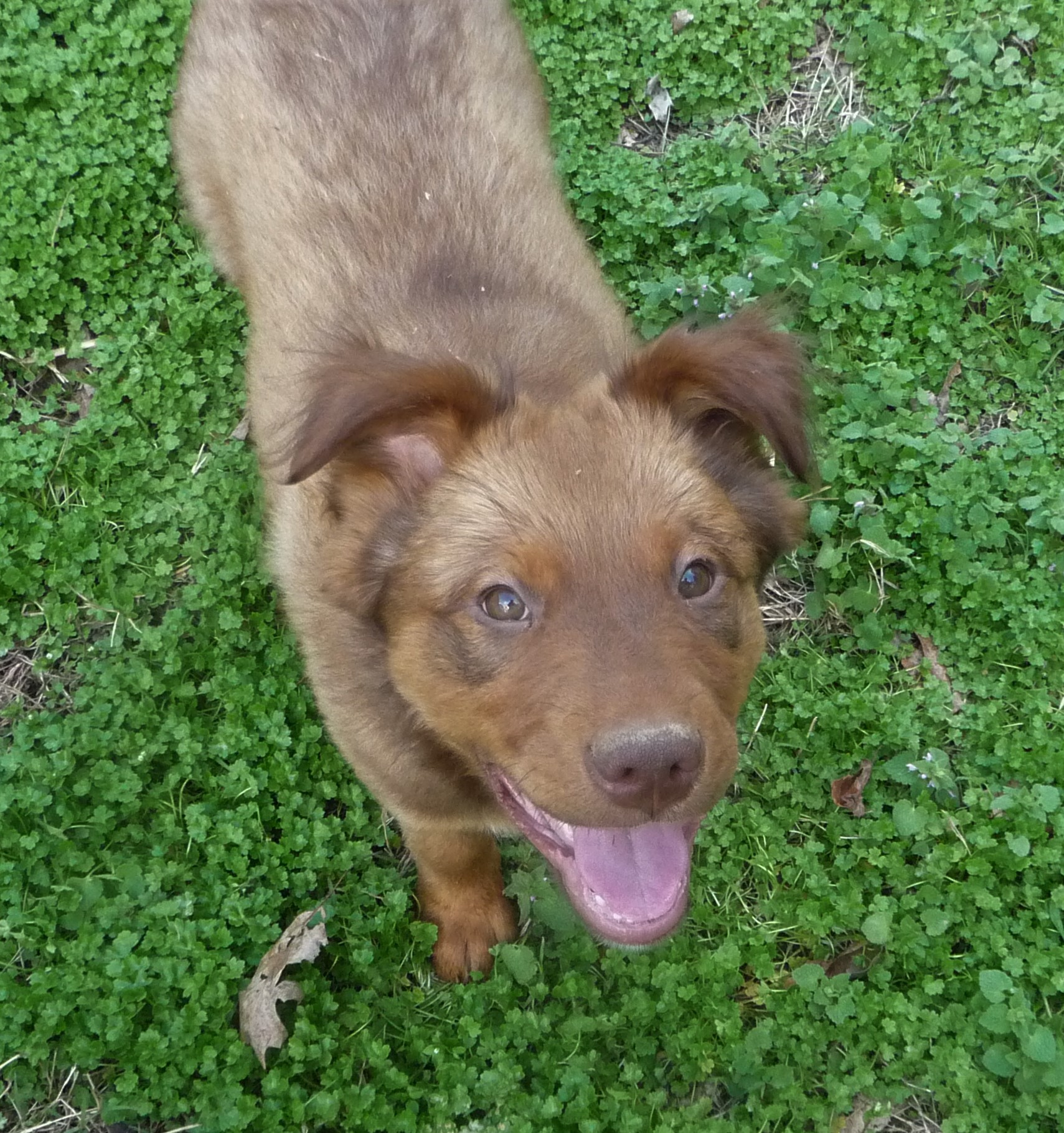 Badger, a Adopted Labrador Retriever in Cleveland, AL image 4/4