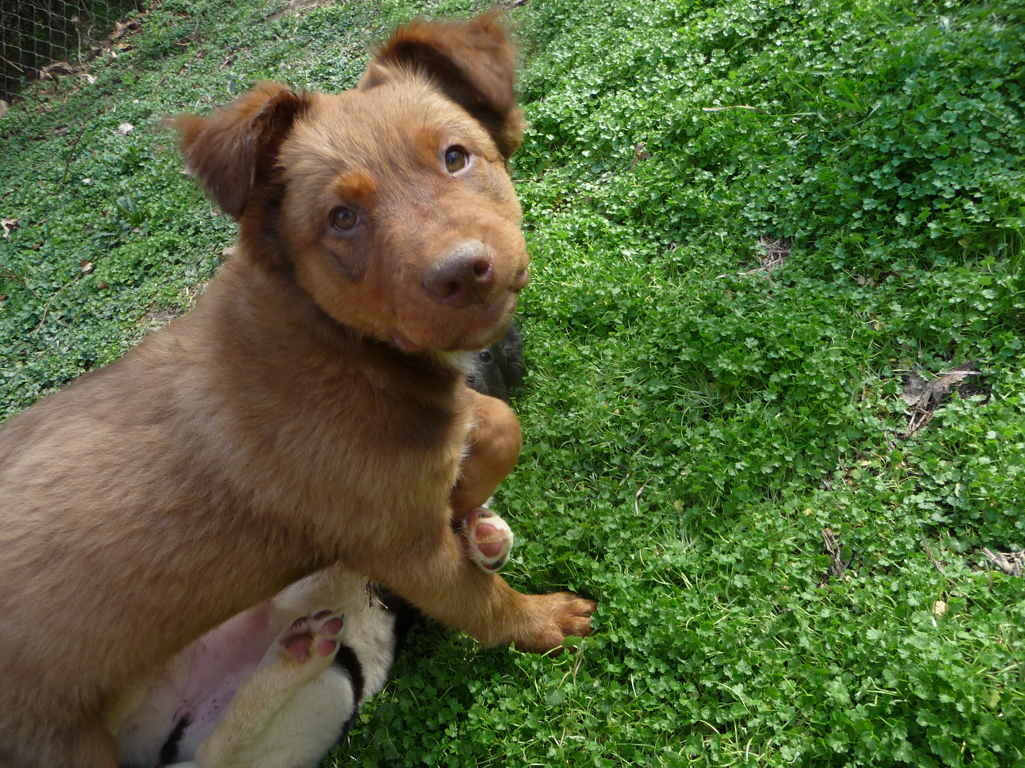 Badger, a Adopted Labrador Retriever in Cleveland, AL image 2/4