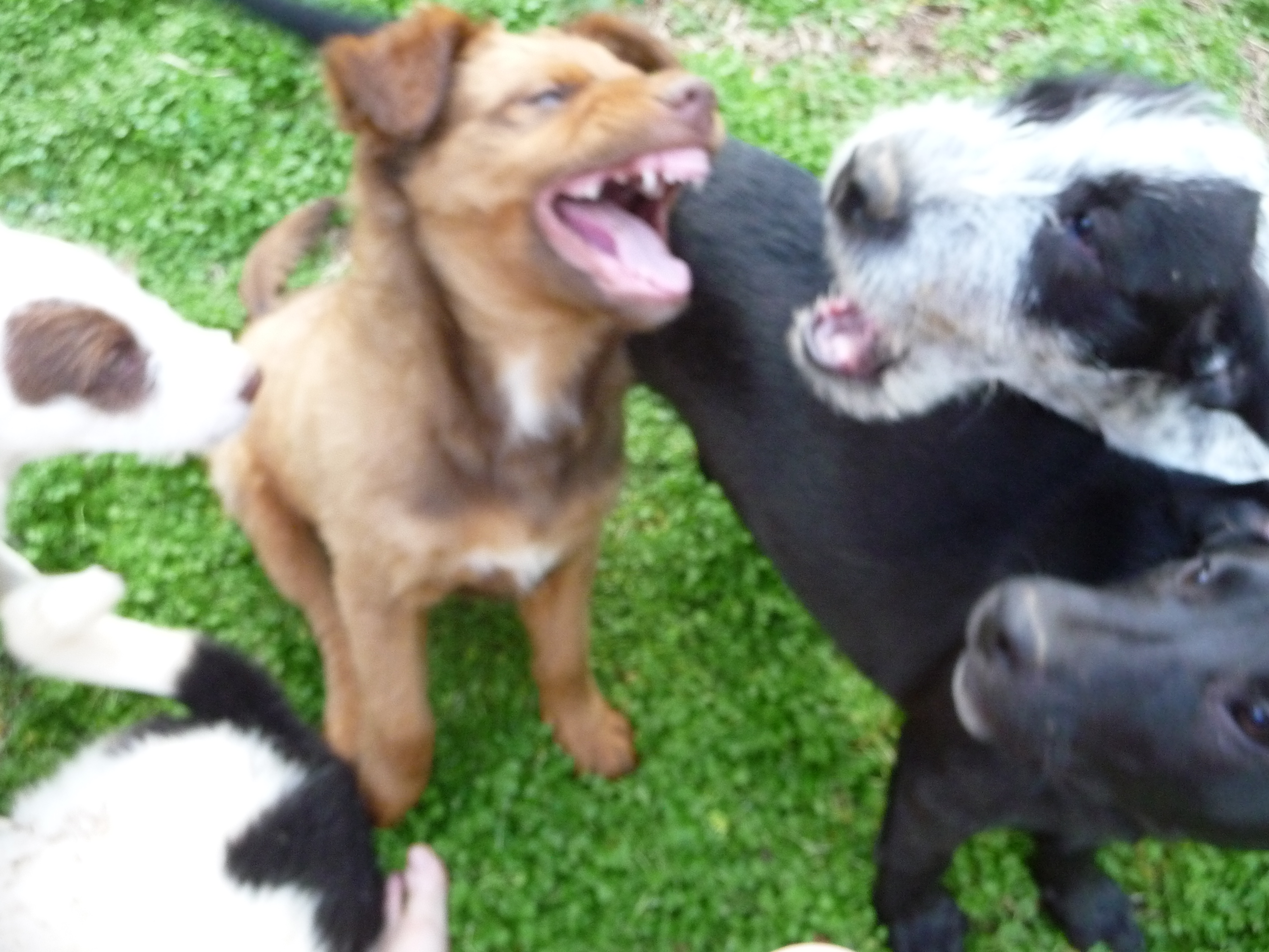 Badger, a Adopted Labrador Retriever in Cleveland, AL image 3/4