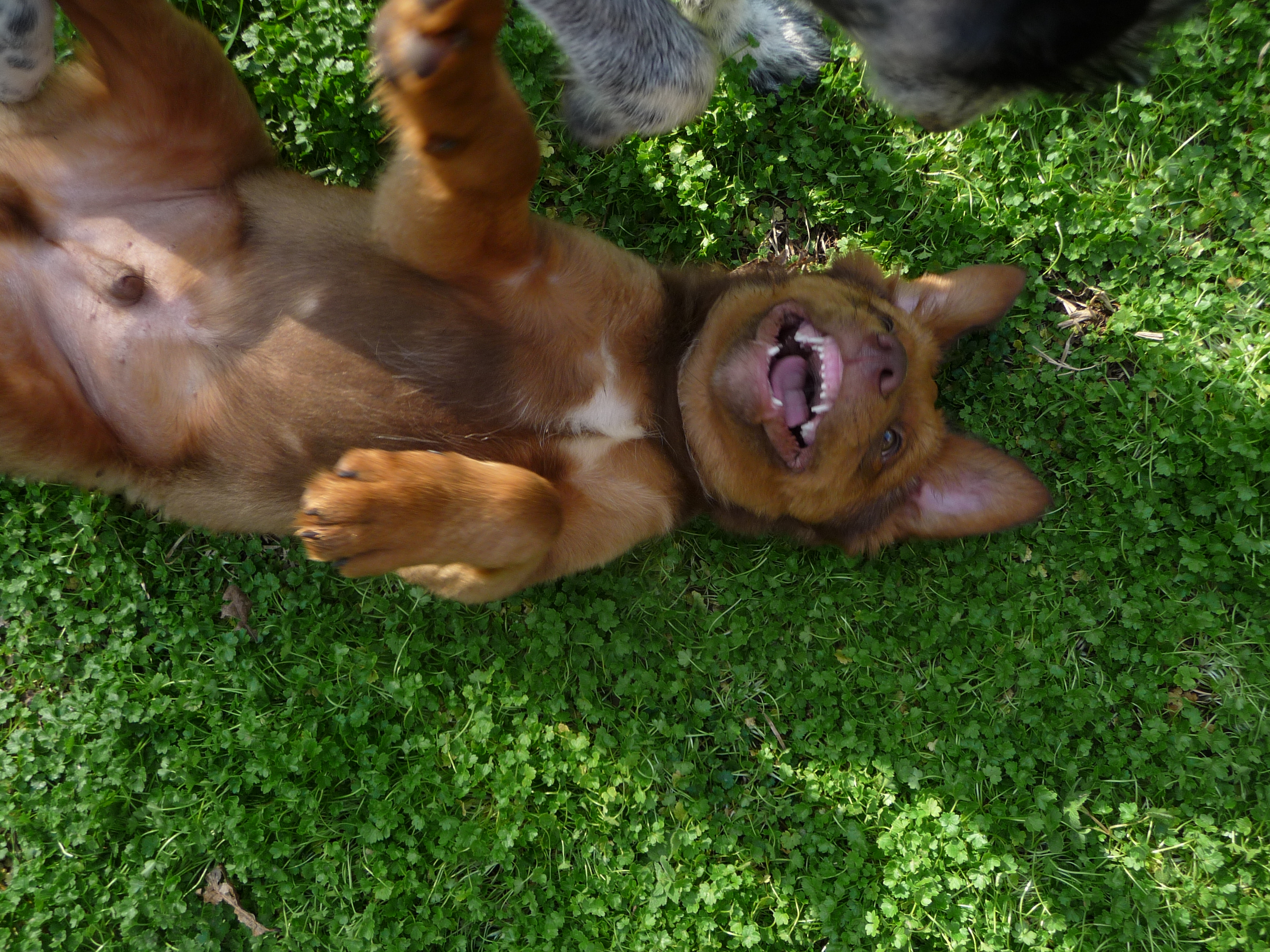 Badger, a Adopted Labrador Retriever in Cleveland, AL image 1/4