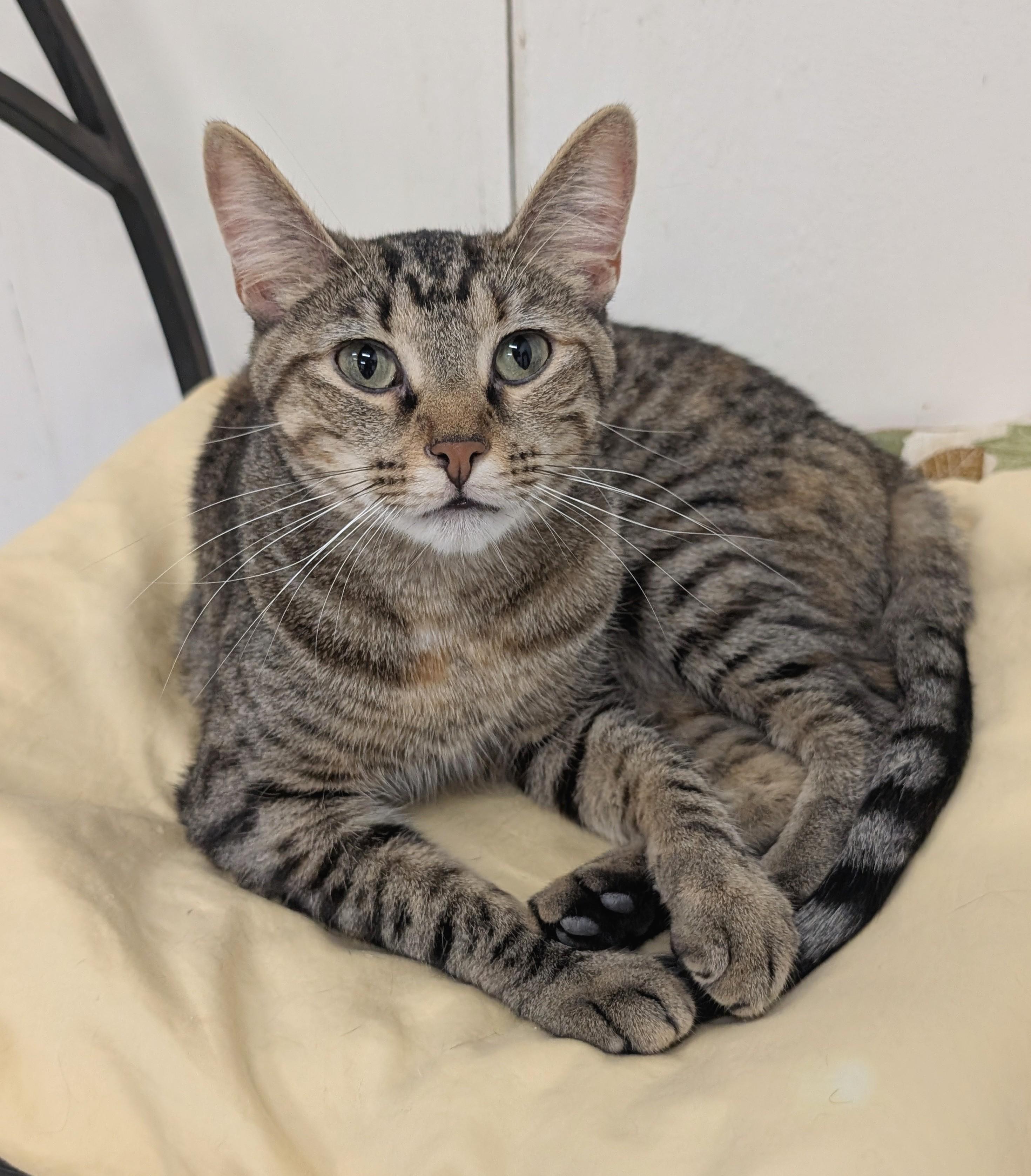 Enlarge Jack, a Adoptable mixed breed in West Palm Beach, FL image 1/6