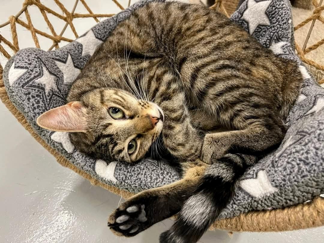 Enlarge Jack, a Adoptable mixed breed in West Palm Beach, FL image 5/6