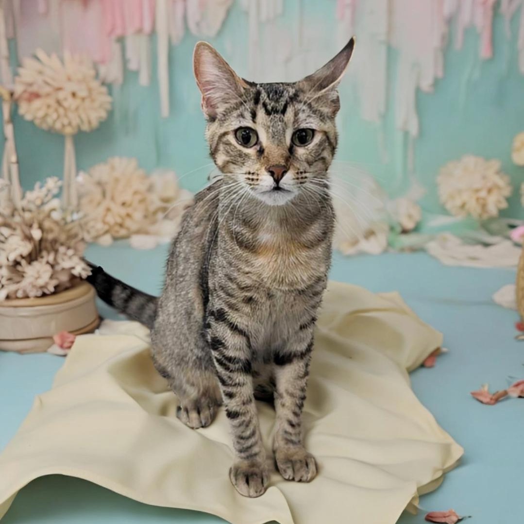 Enlarge Jack, a Adoptable mixed breed in West Palm Beach, FL image 4/6