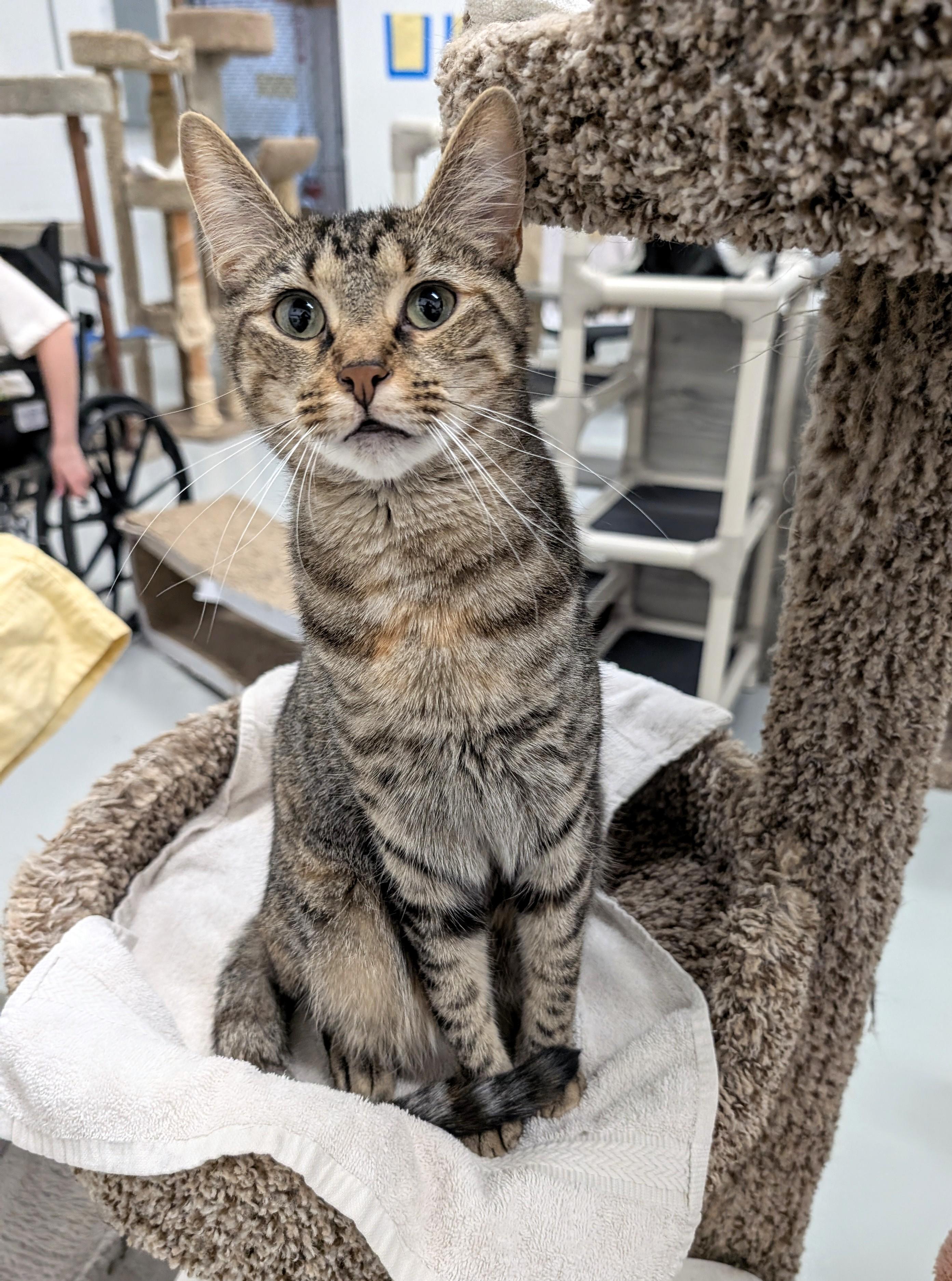 Enlarge Jack, a Adoptable mixed breed in West Palm Beach, FL image 3/6