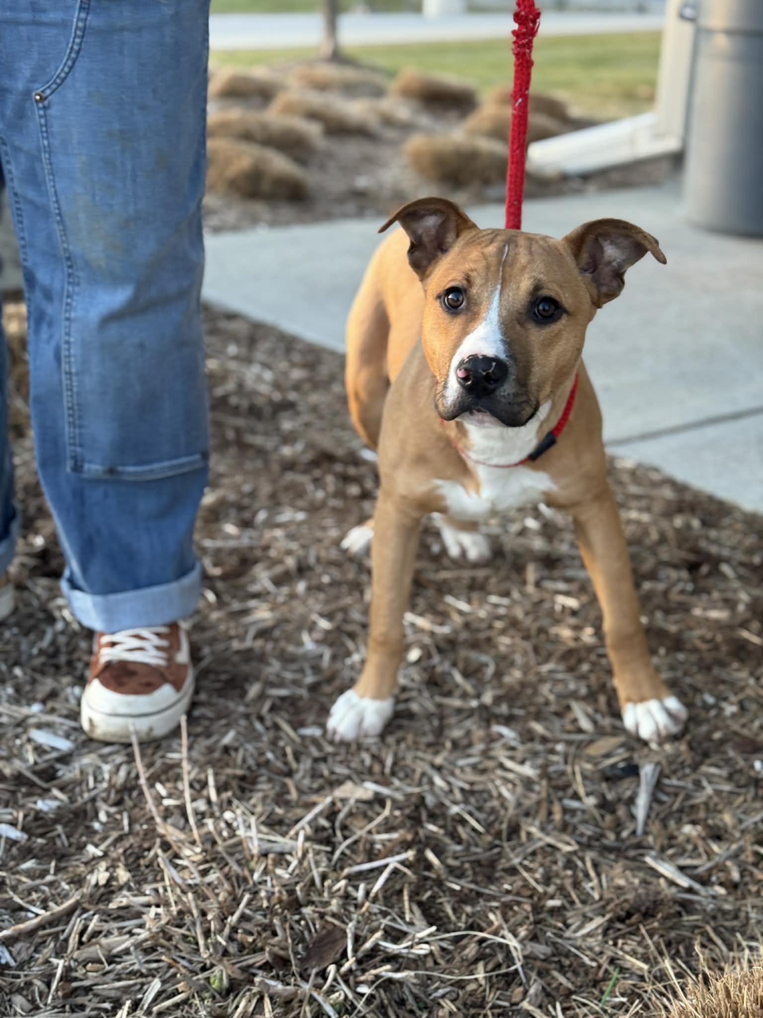 Pesto, ADOPTABLE, Young Male Mixed Breed.