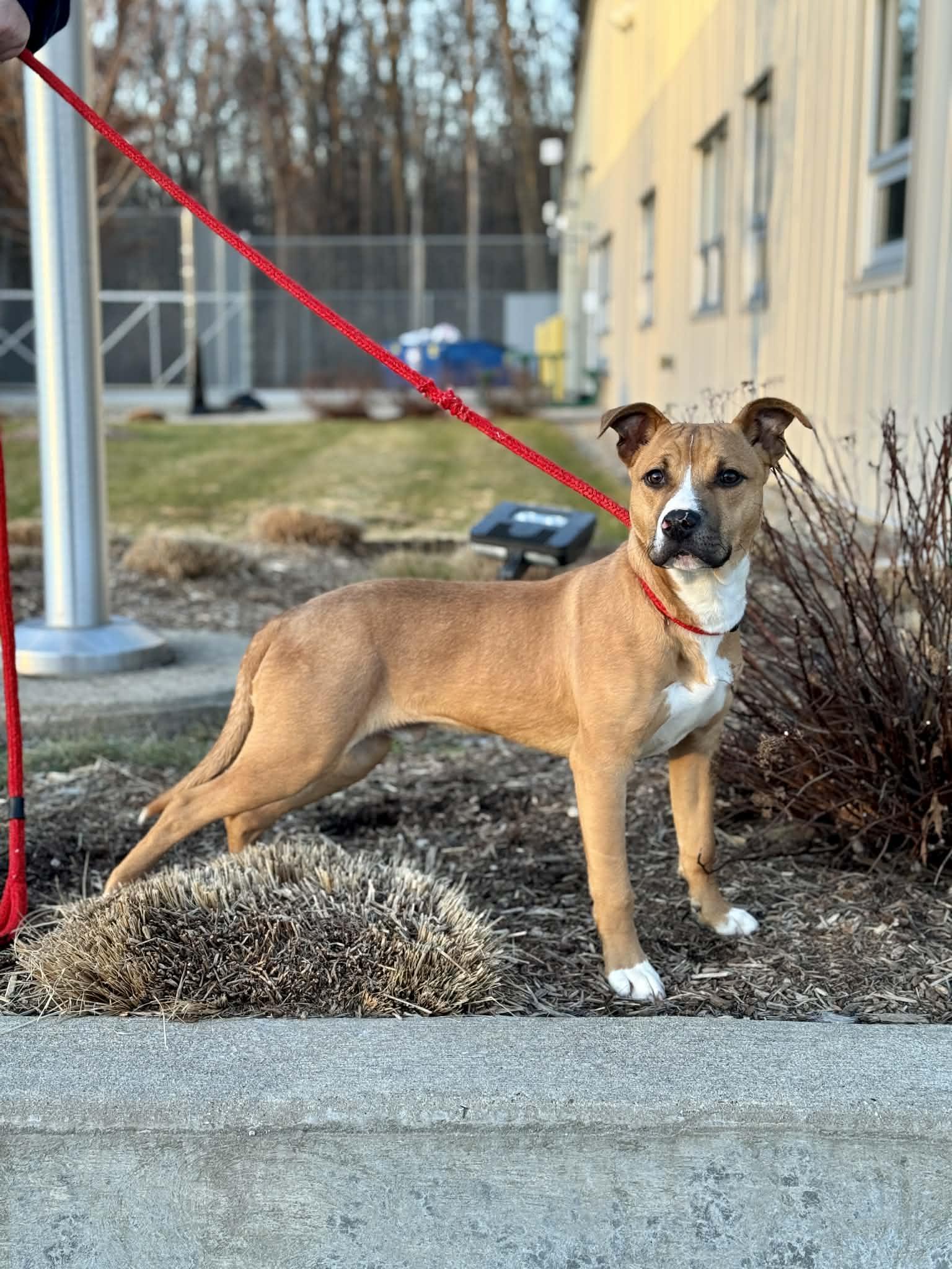 Pesto, a ADOPTABLE Mixed Breed in Benton Harbor, MI image 3/6