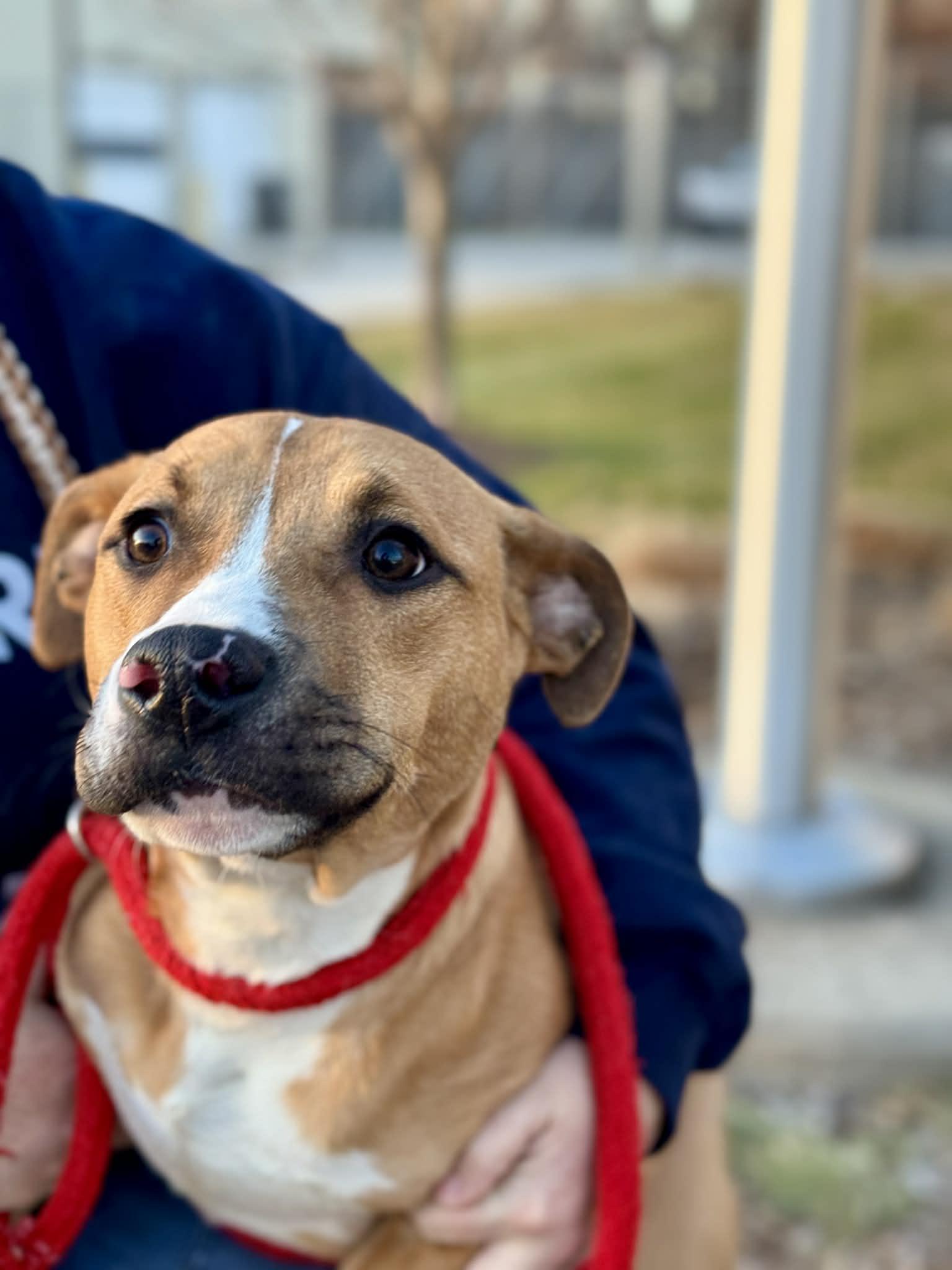 Pesto, a ADOPTABLE Mixed Breed in Benton Harbor, MI image 5/6