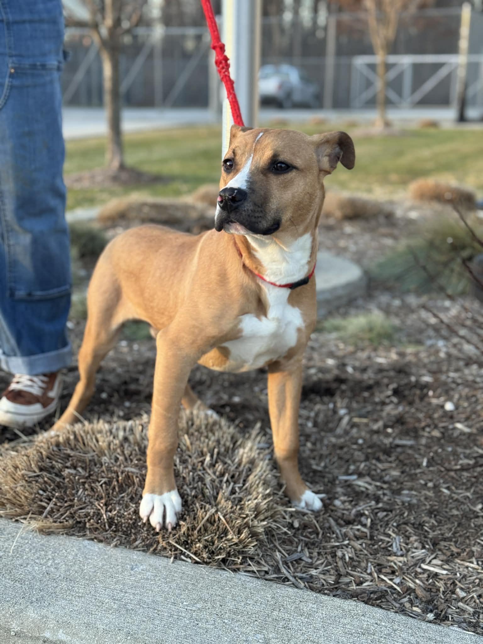 Pesto, a ADOPTABLE Mixed Breed in Benton Harbor, MI image 2/6