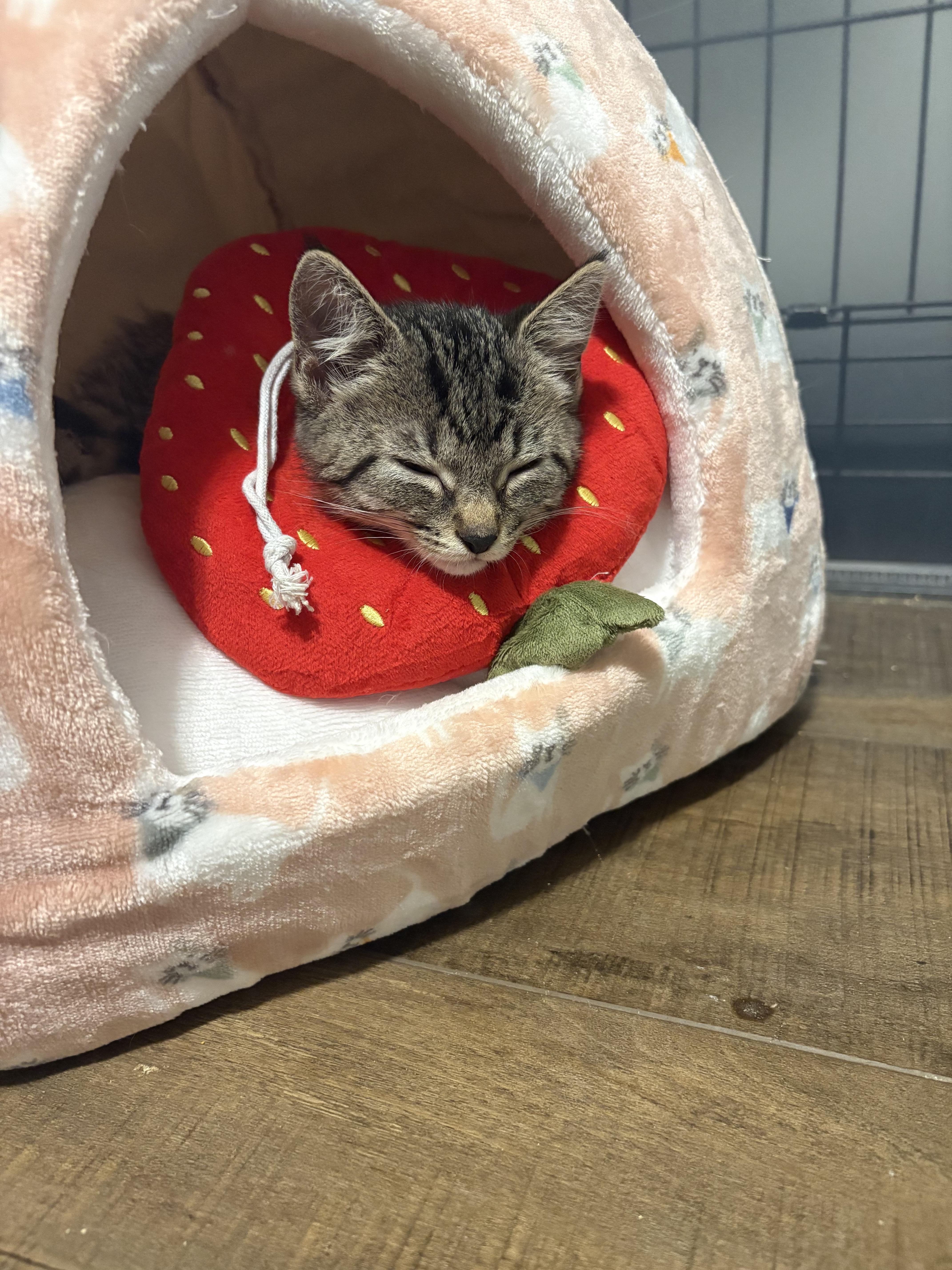 Enlarge Bruce, a Adoptable Domestic Short Hair in Bethel, OH image 4/4