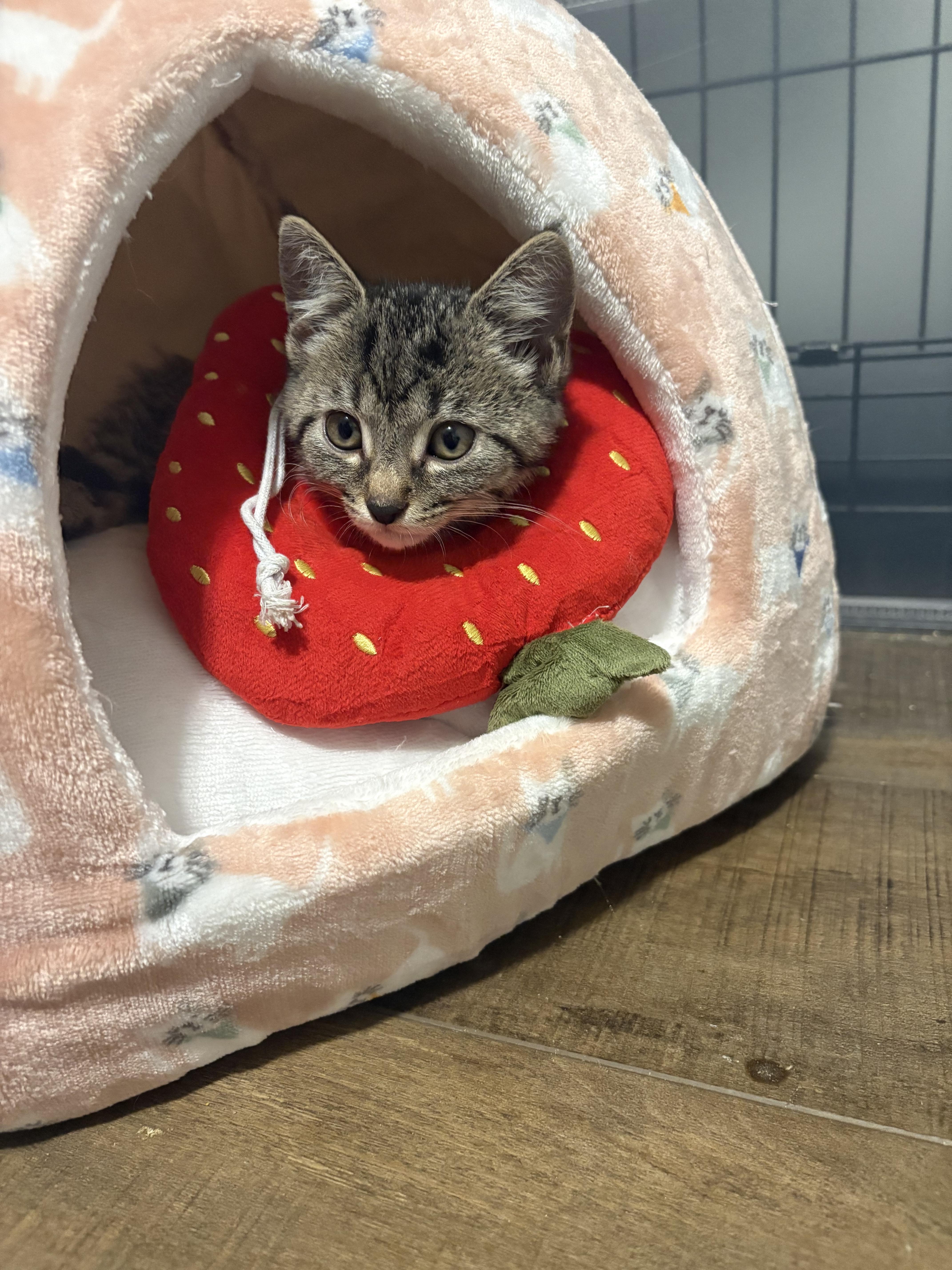 Enlarge Bruce, a Adoptable Domestic Short Hair in Bethel, OH image 3/4