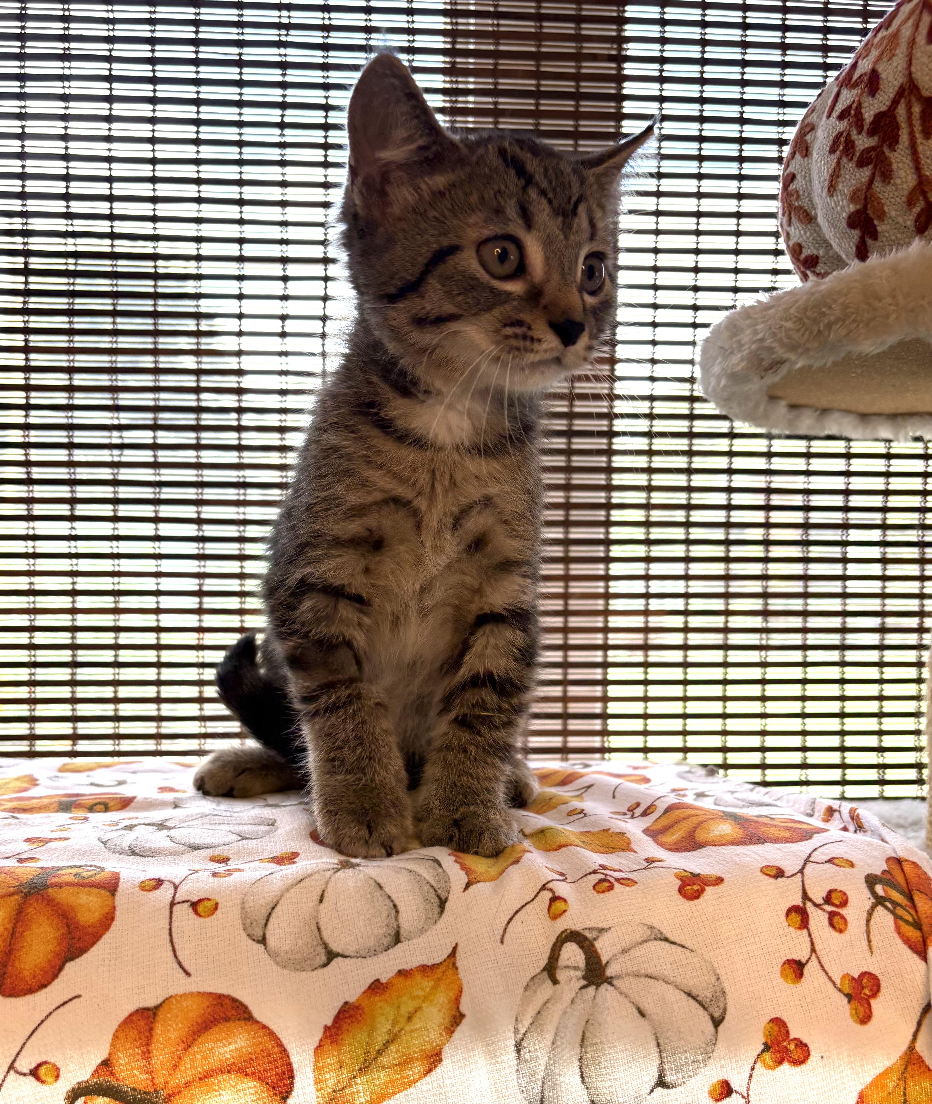 Enlarge Bruce, a Adoptable Domestic Short Hair in Bethel, OH image 2/4