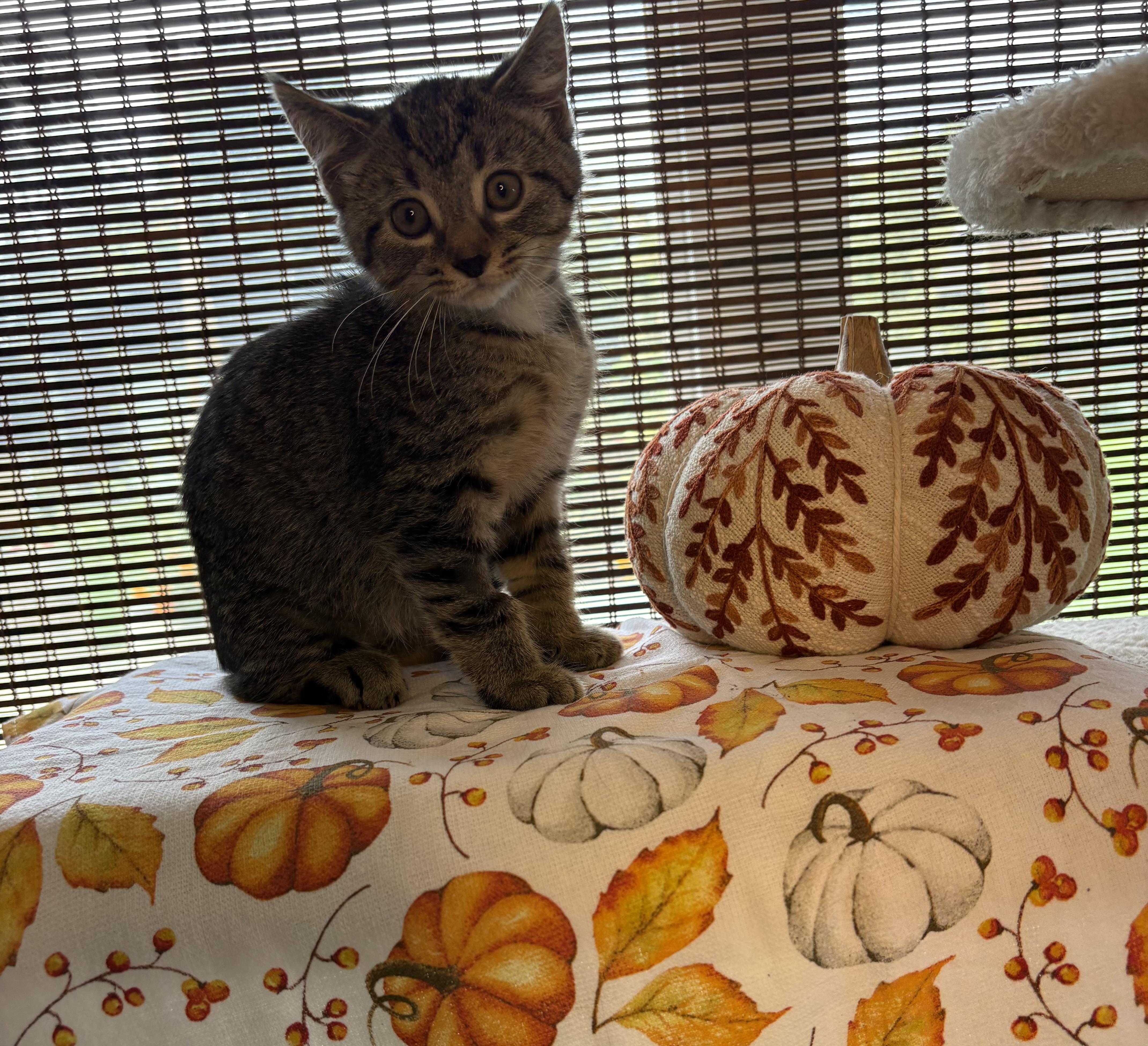 Bruce, Adoptable, Kitten Male Domestic Short Hair.